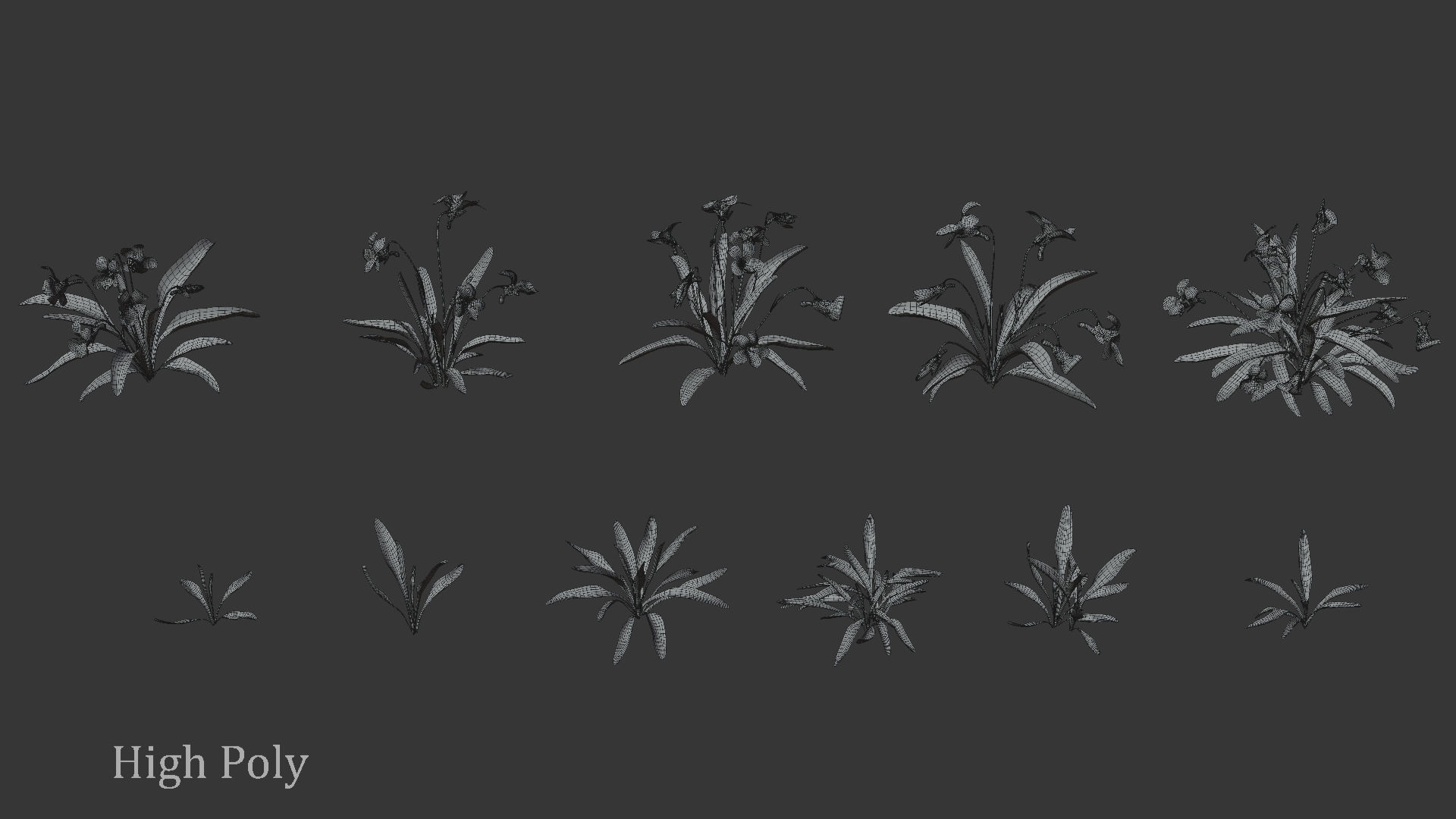 Viola Philippica  VFX Grace 3D model_7