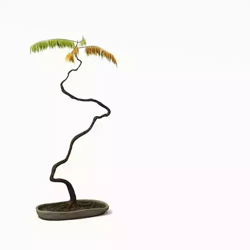 Japanese Bonzai Tree