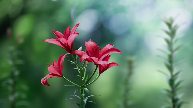 Lily Flower 3D model