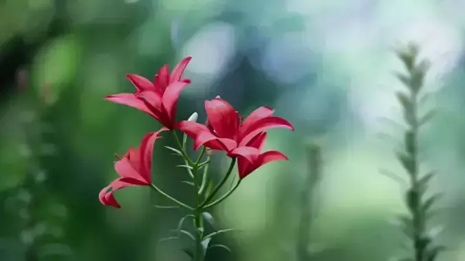 Lily Flower