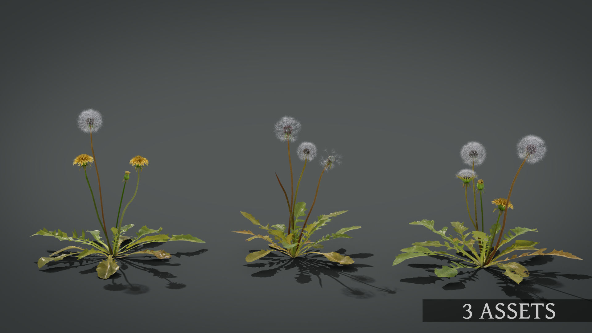 Dandelion and dandelions in grass 3D model_7