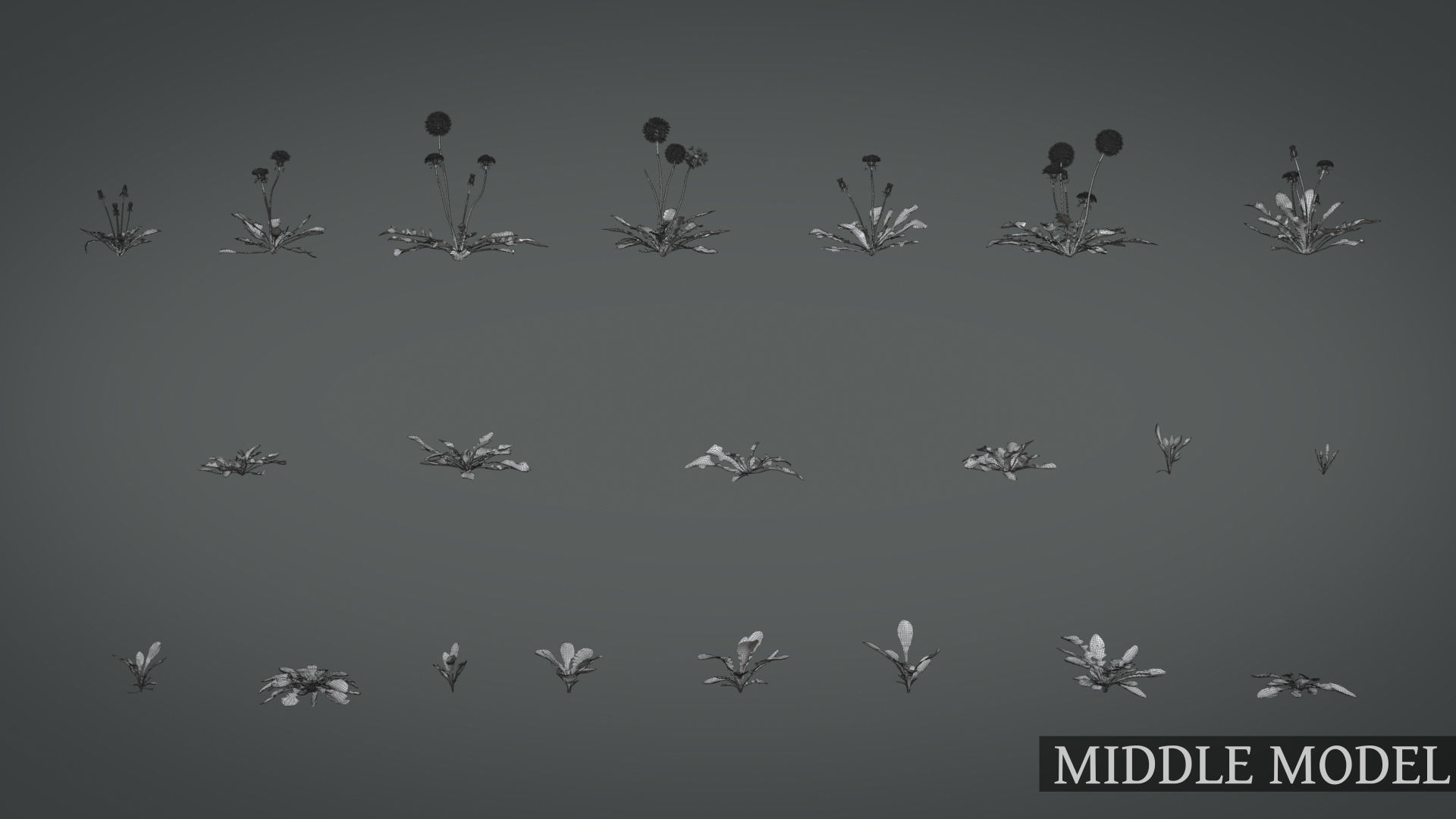 Dandelion and dandelions in grass 3D model_15