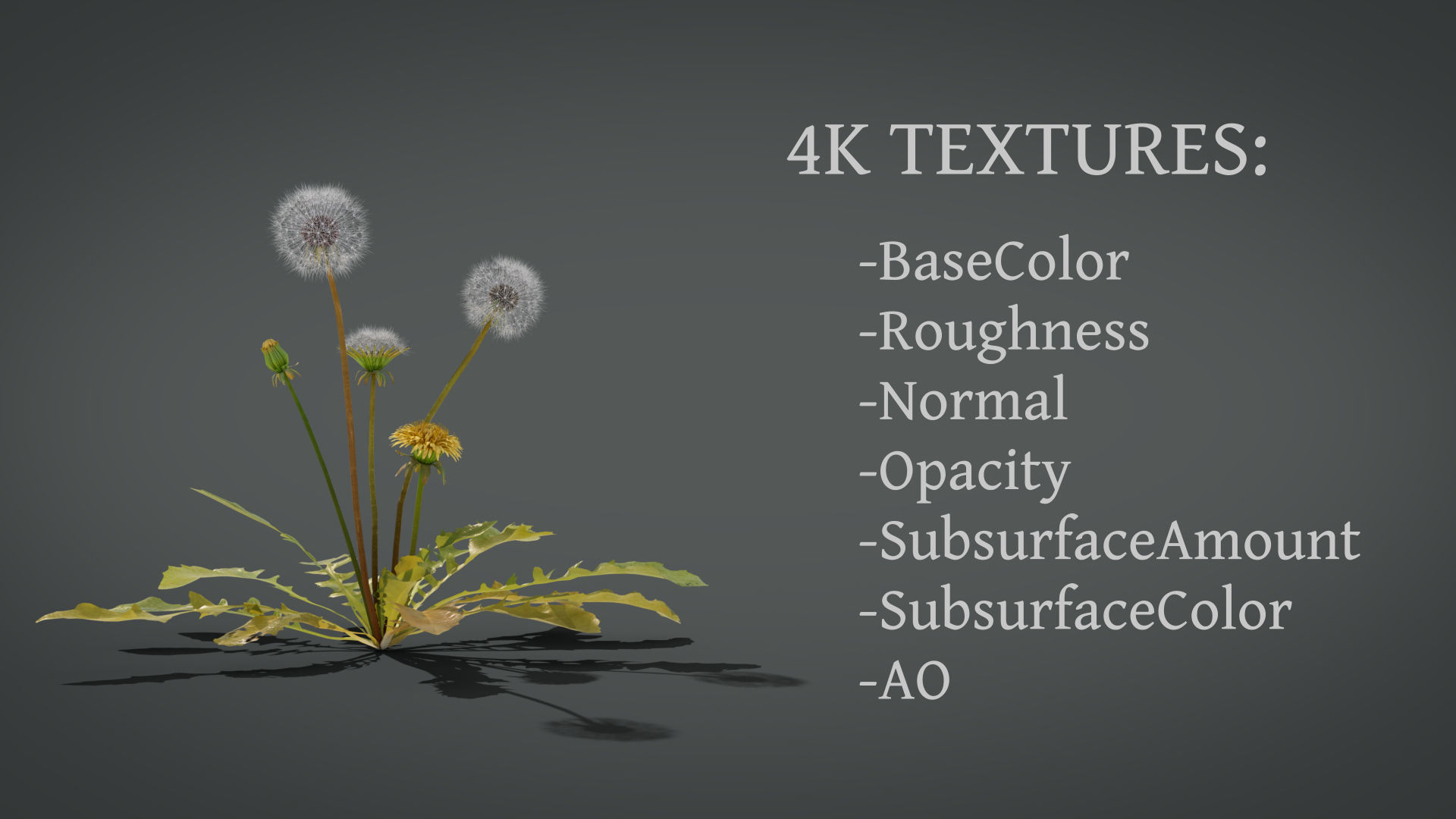 Dandelion and dandelions in grass 3D model_8