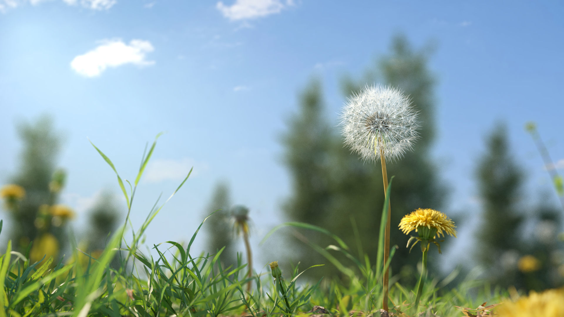Dandelion and dandelions in grass 3D model_1