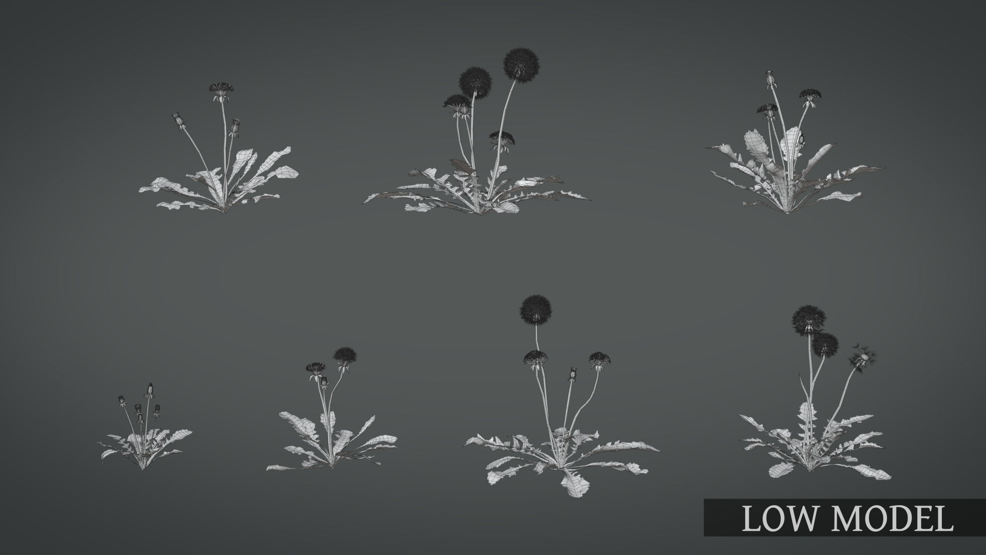 Dandelion and dandelions in grass 3D model_11