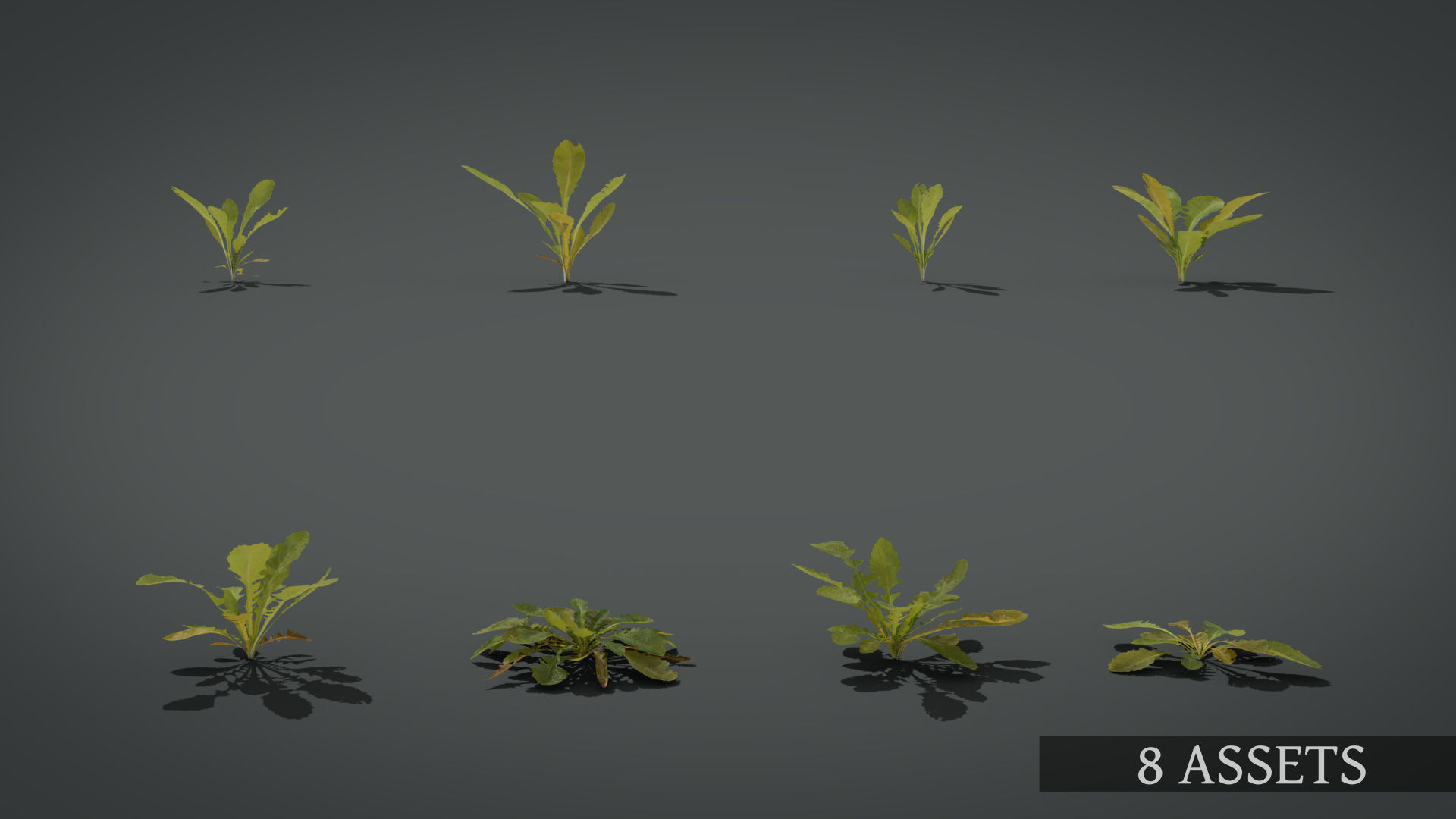 Dandelion and dandelions in grass 3D model_6