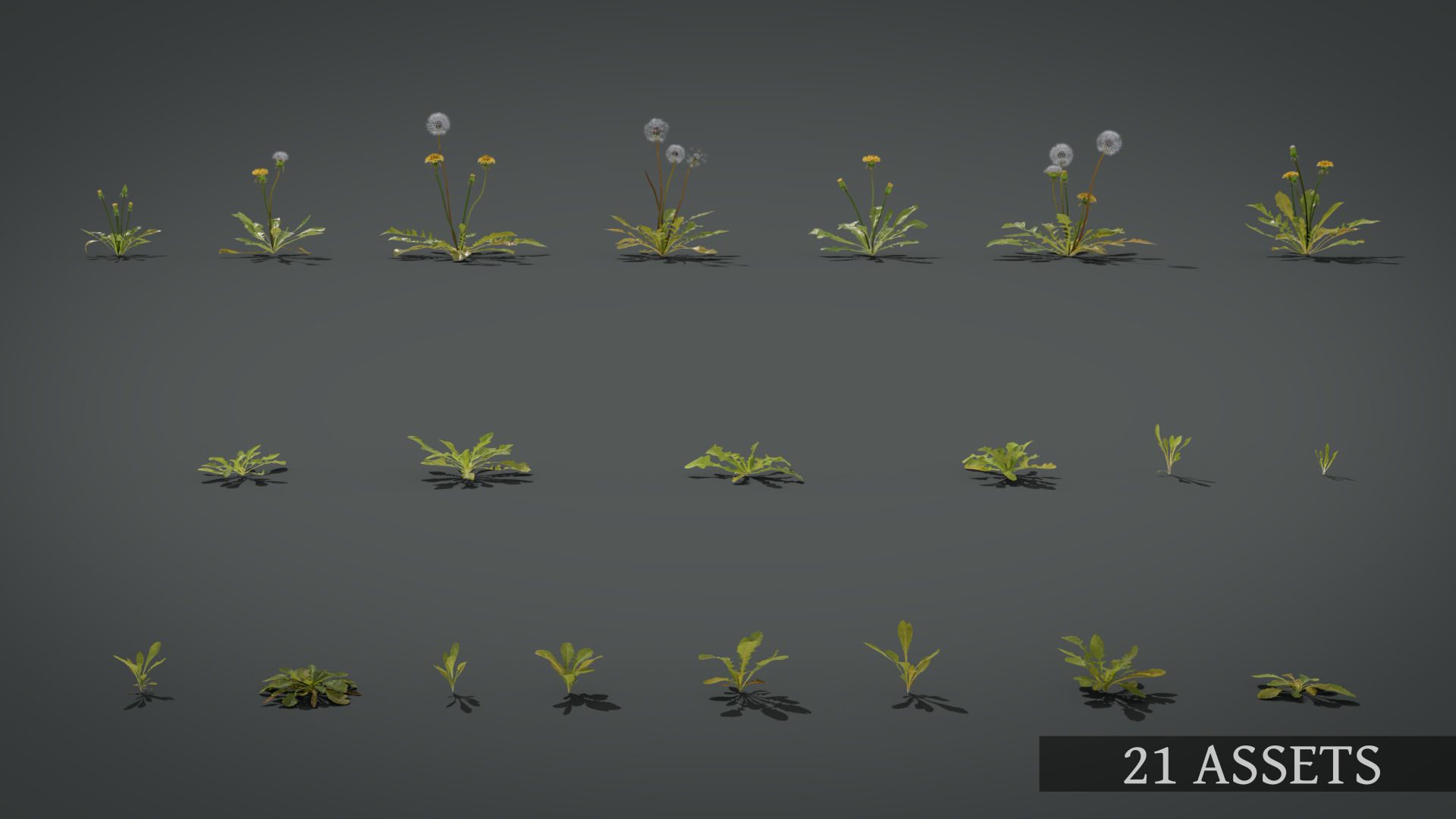 Dandelion and dandelions in grass 3D model_3