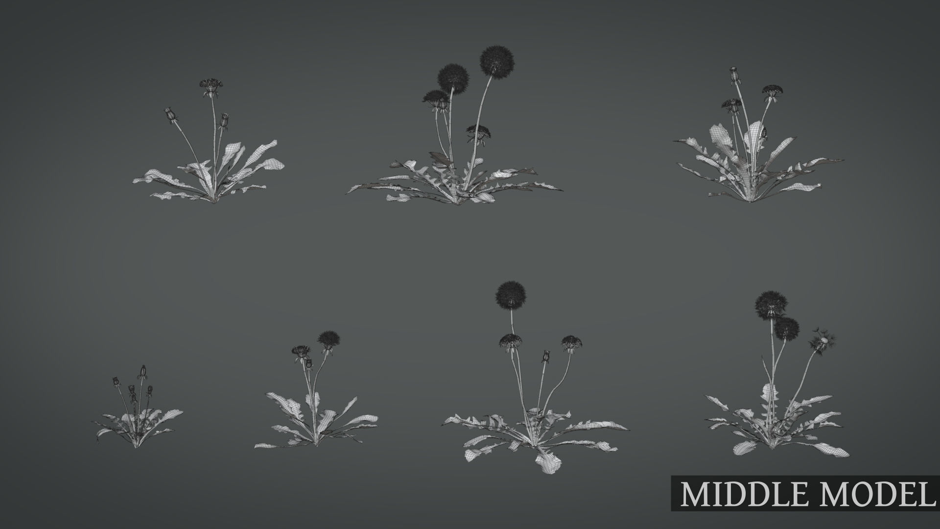 Dandelion and dandelions in grass 3D model_16