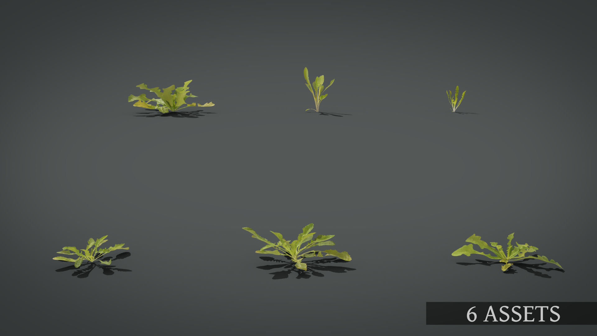 Dandelion and dandelions in grass 3D model_5
