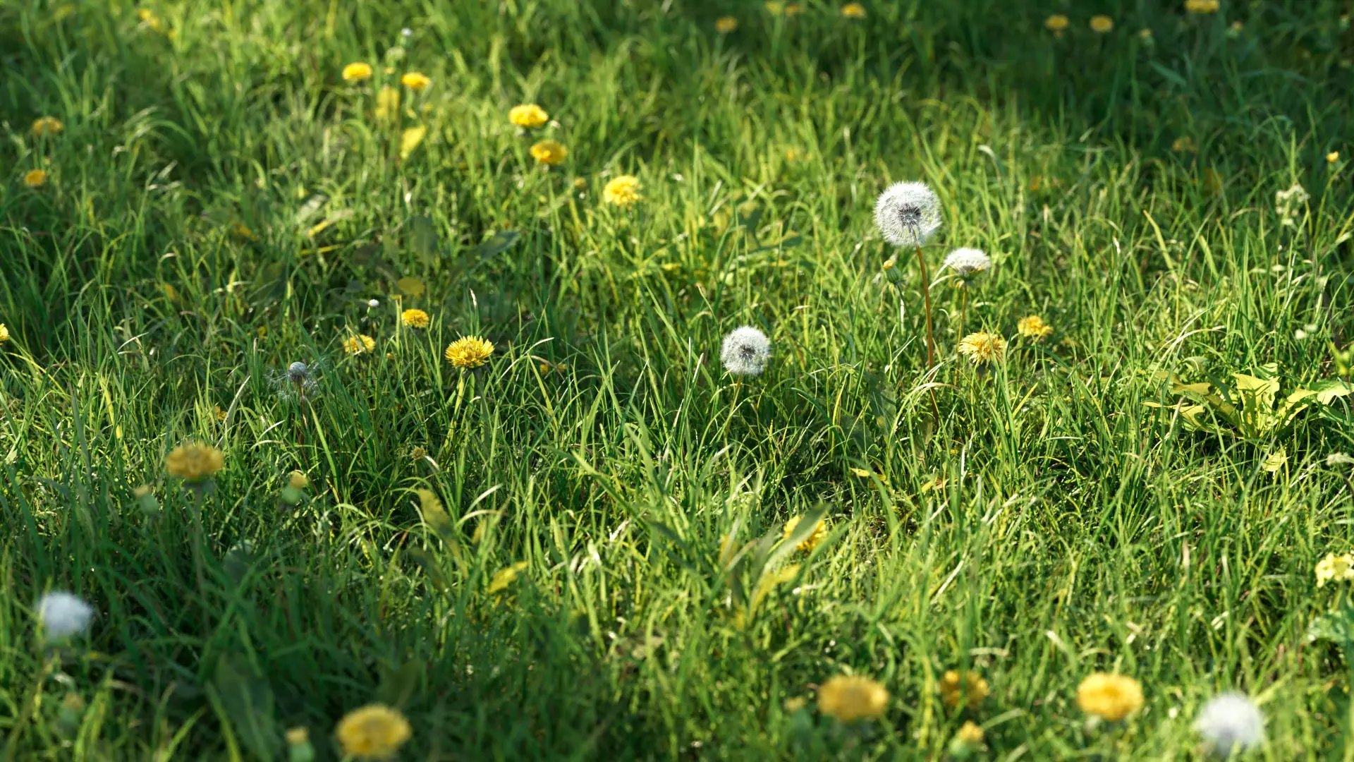 Dandelion and dandelions in grass 3D model_0