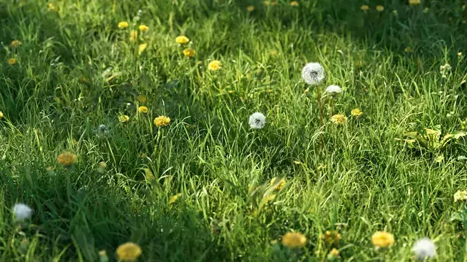 Dandelion and dandelions in grass 3D model