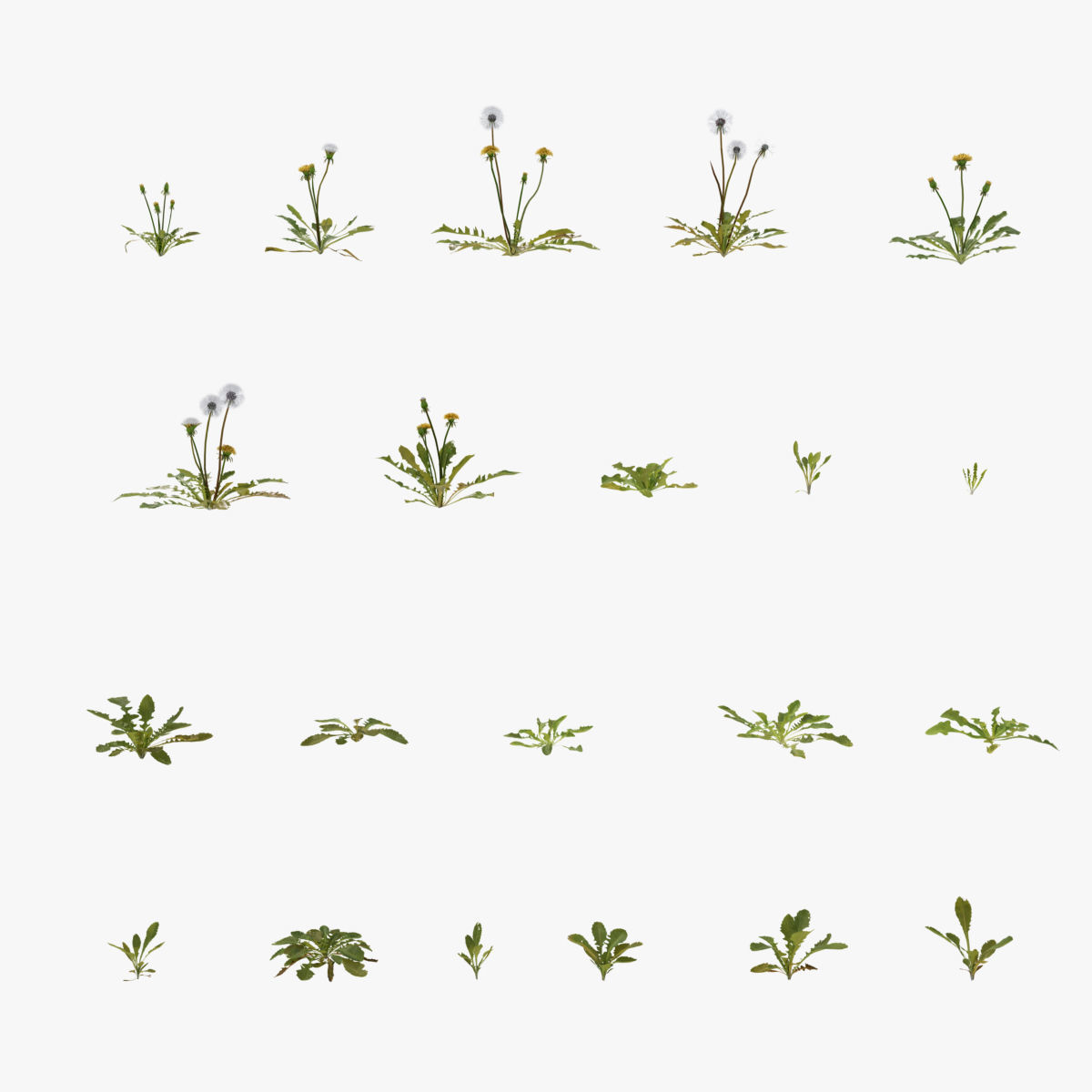 Dandelion and dandelions in grass 3D model_2