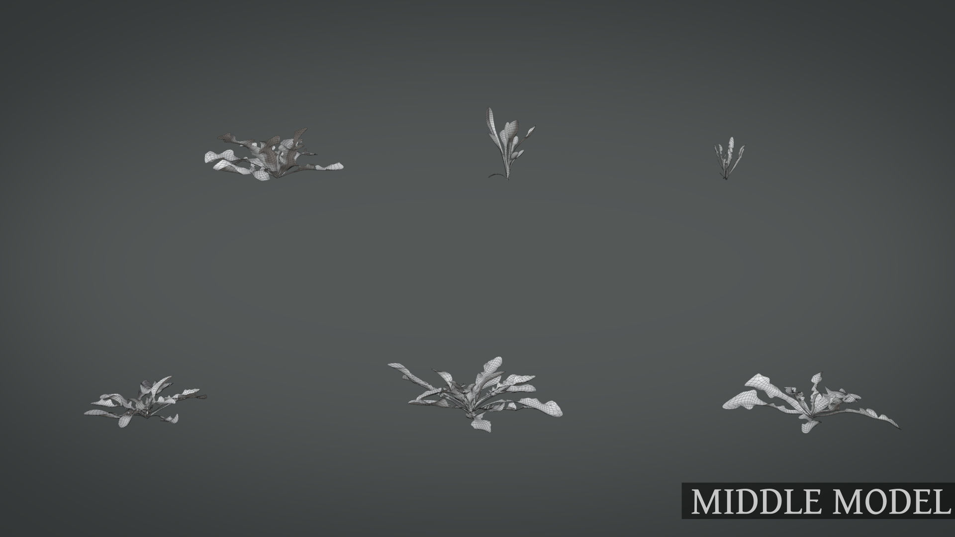 Dandelion and dandelions in grass 3D model_17