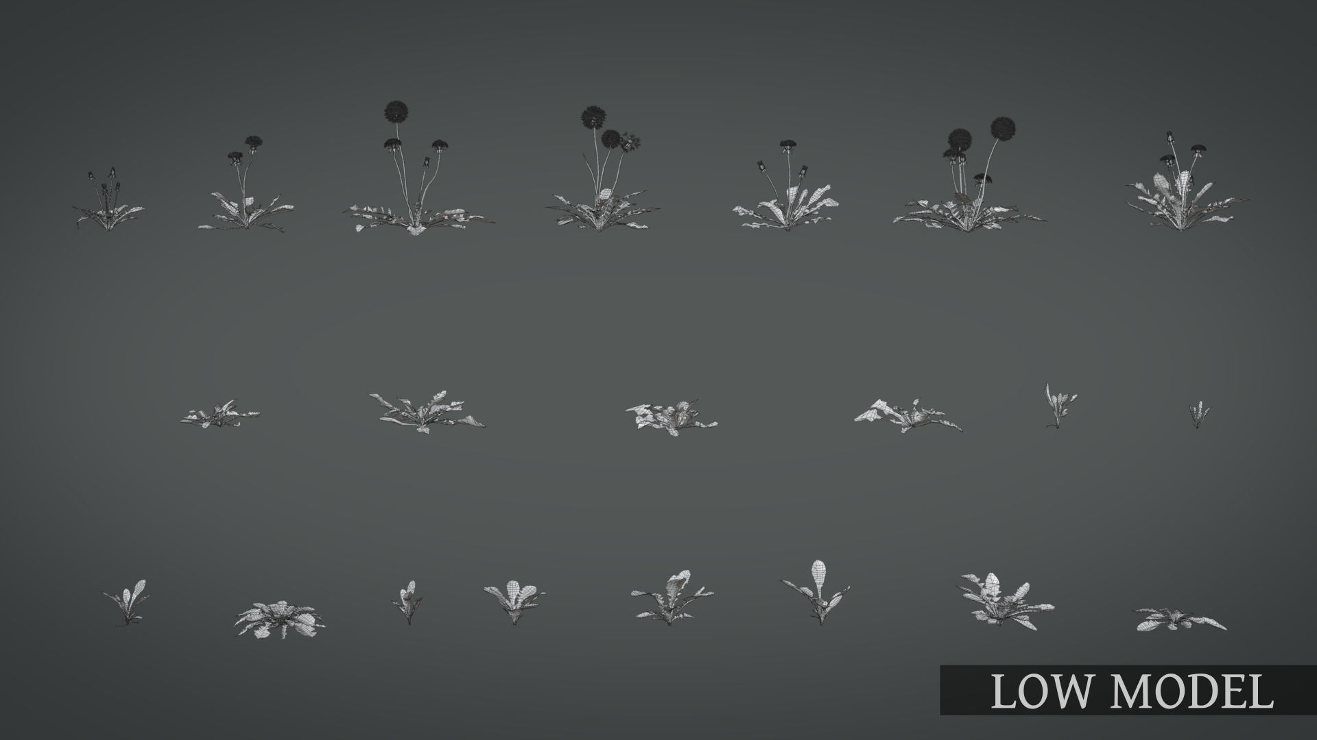 Dandelion and dandelions in grass 3D model_10