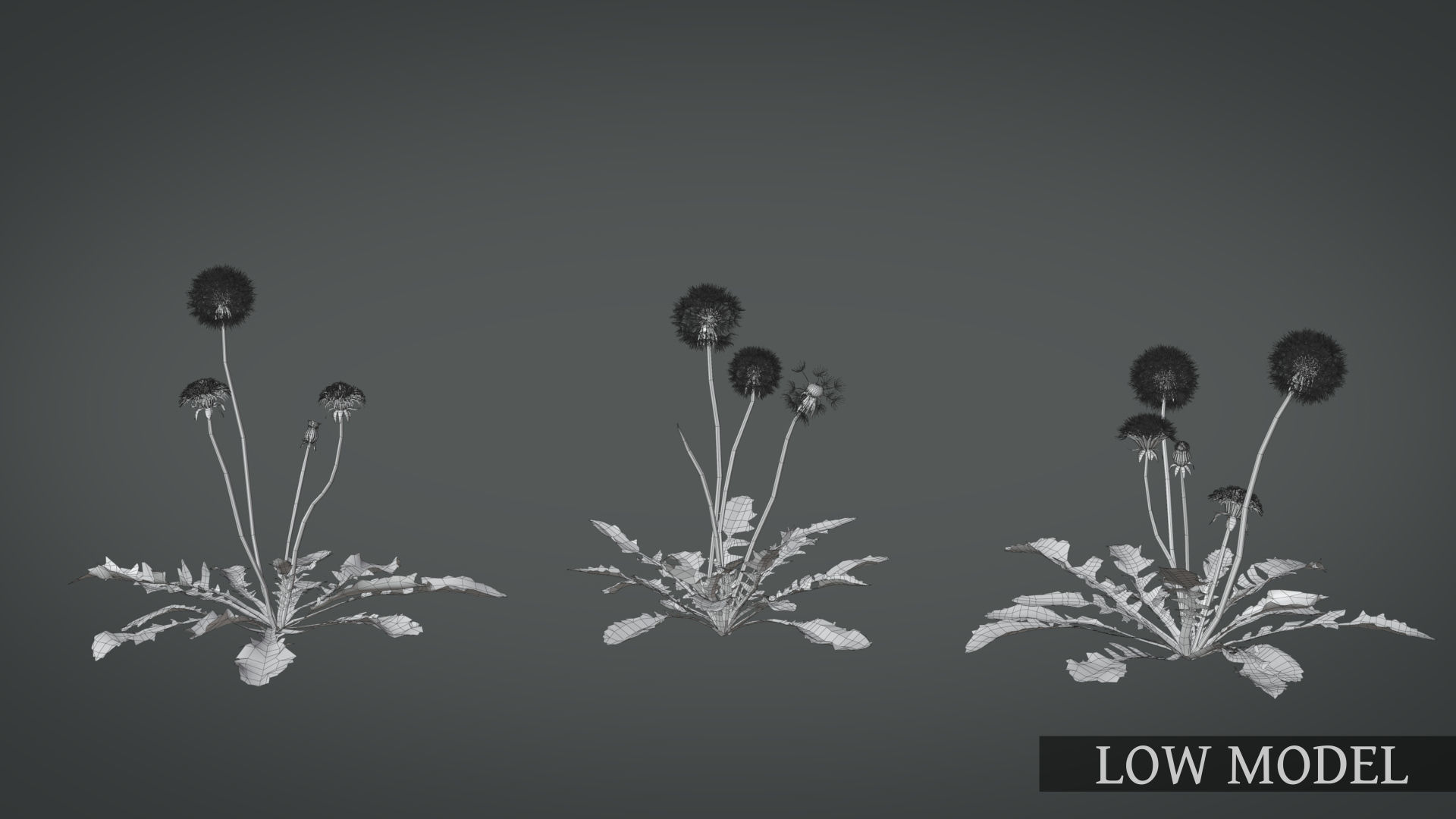 Dandelion and dandelions in grass 3D model_14