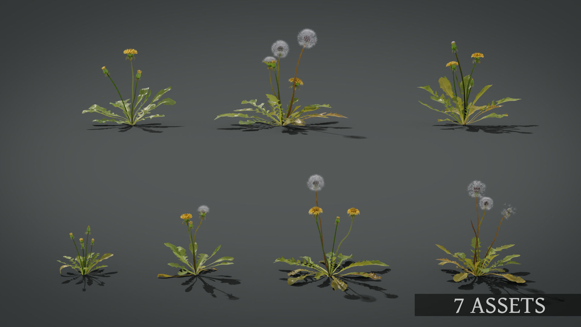 Dandelion and dandelions in grass 3D model_4