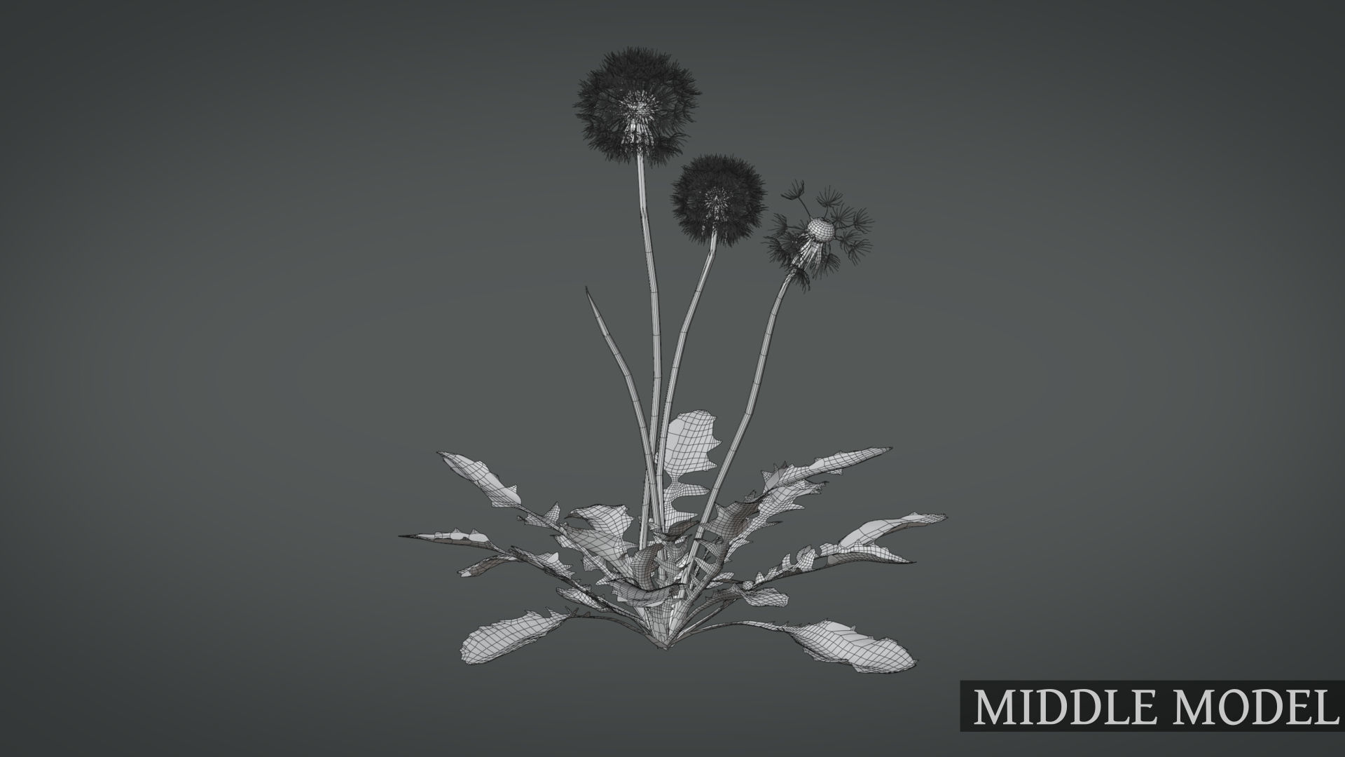 Dandelion and dandelions in grass 3D model_19