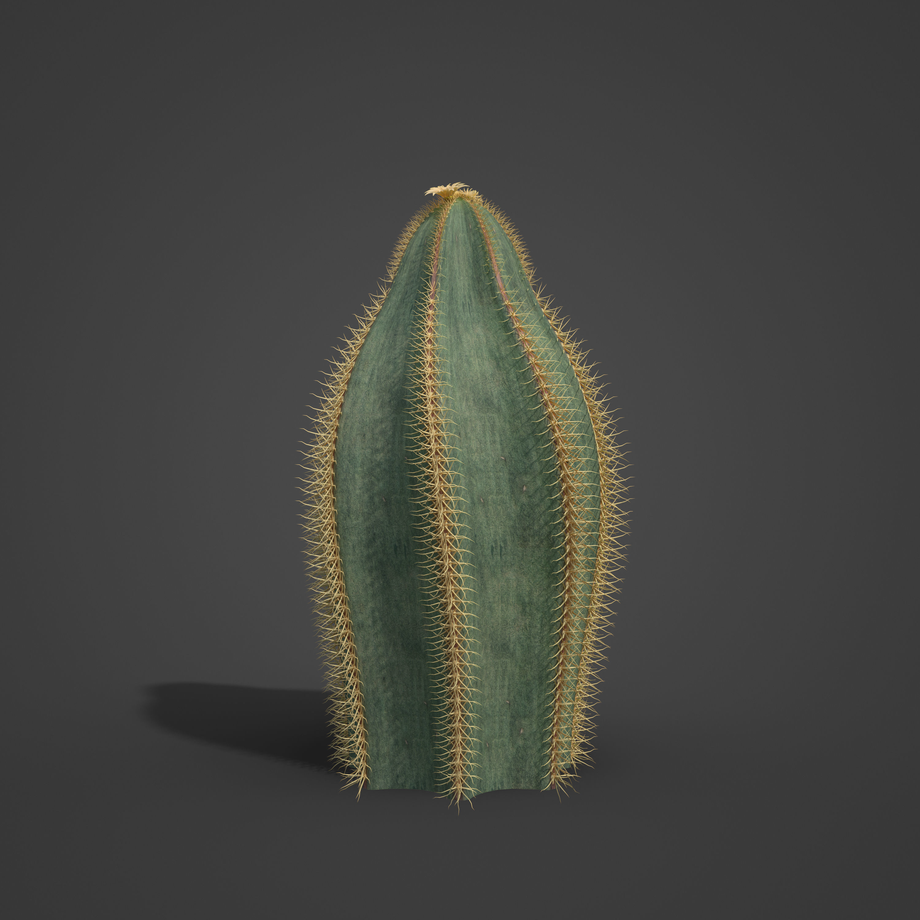 2021 PBR Bishops Cap Collection - Astrophytum Ornatum  3D model_4