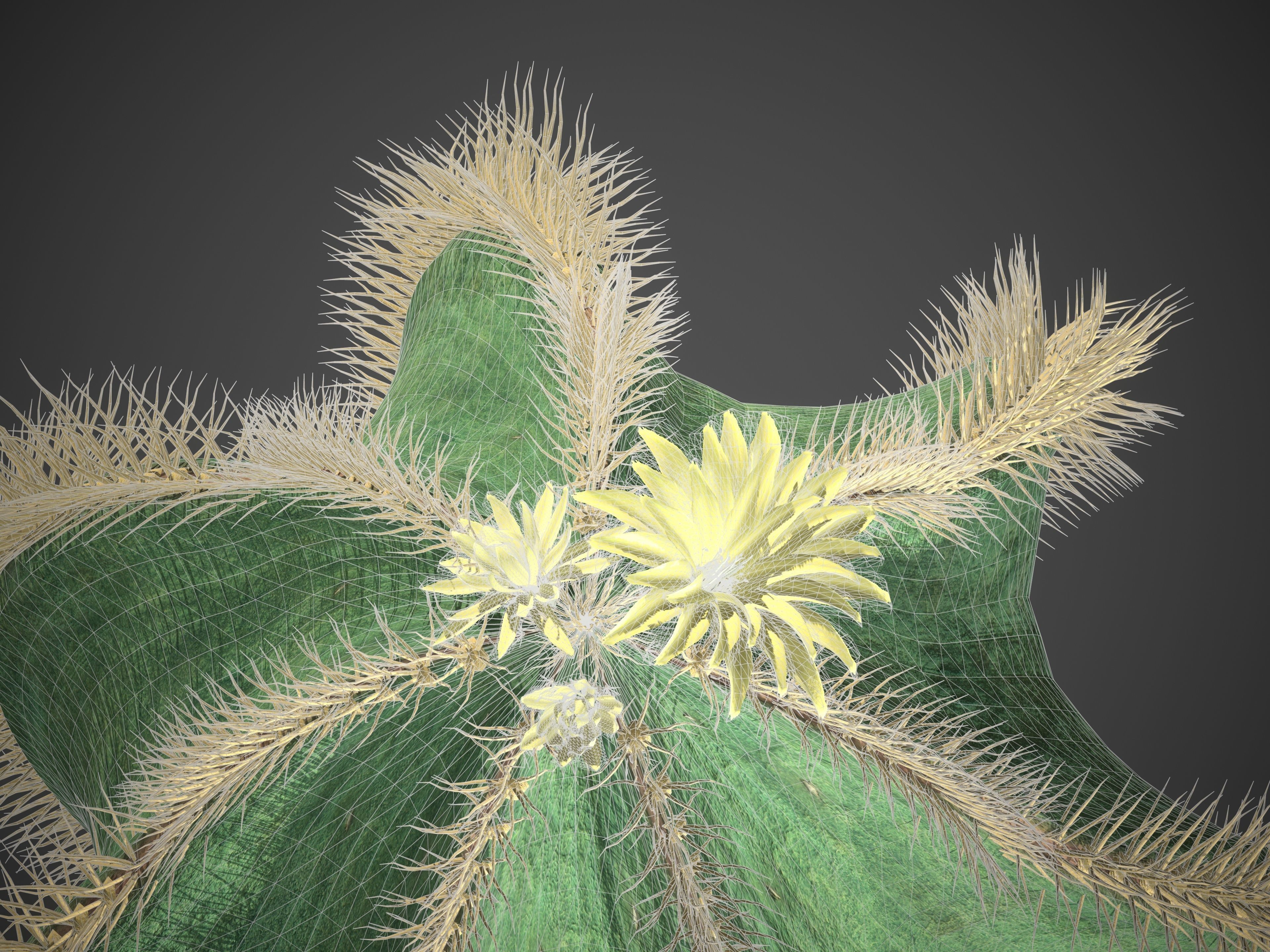 2021 PBR Bishops Cap Collection - Astrophytum Ornatum  3D model_10