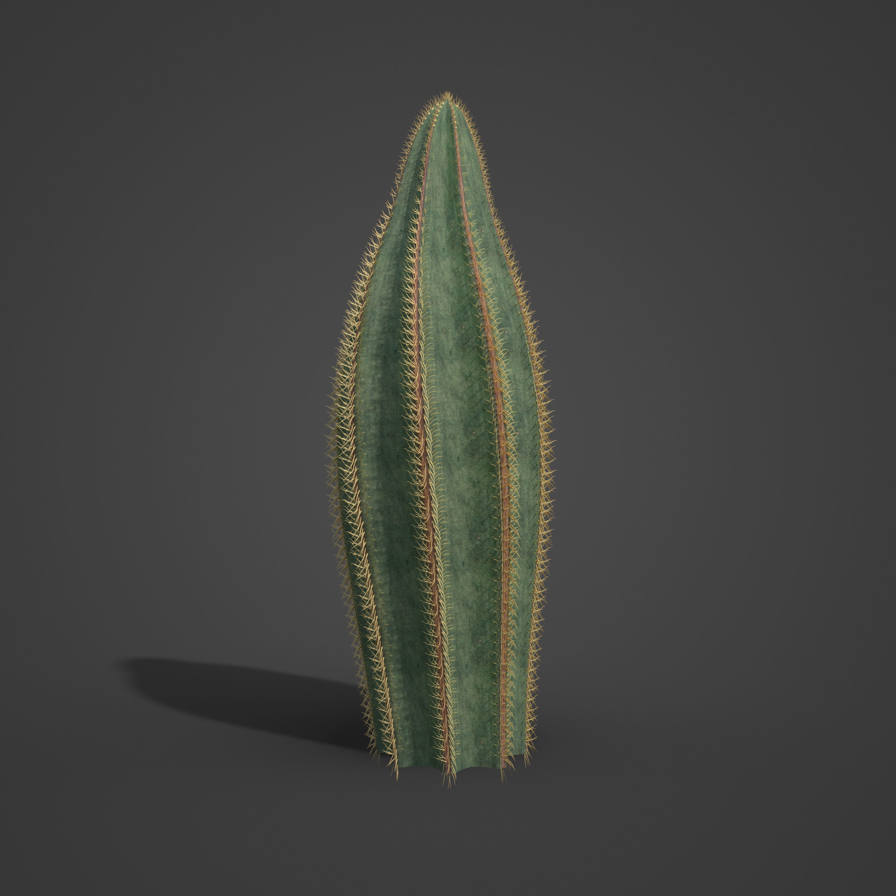 2021 PBR Bishops Cap Collection - Astrophytum Ornatum  3D model_6