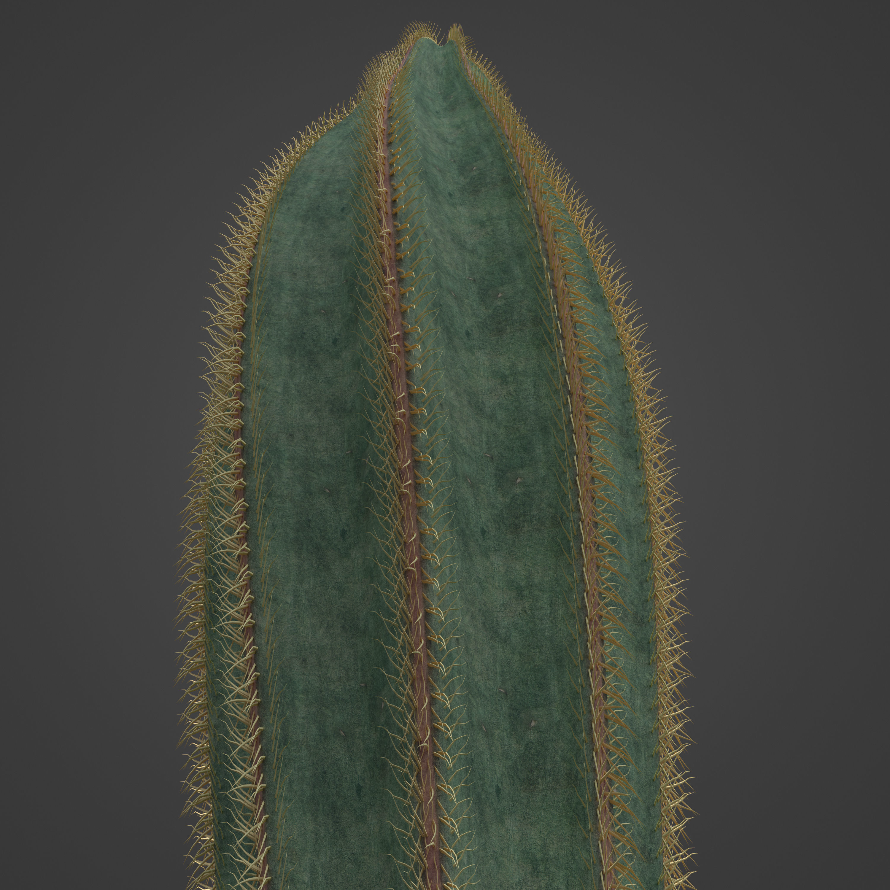 2021 PBR Bishops Cap Collection - Astrophytum Ornatum  3D model_7