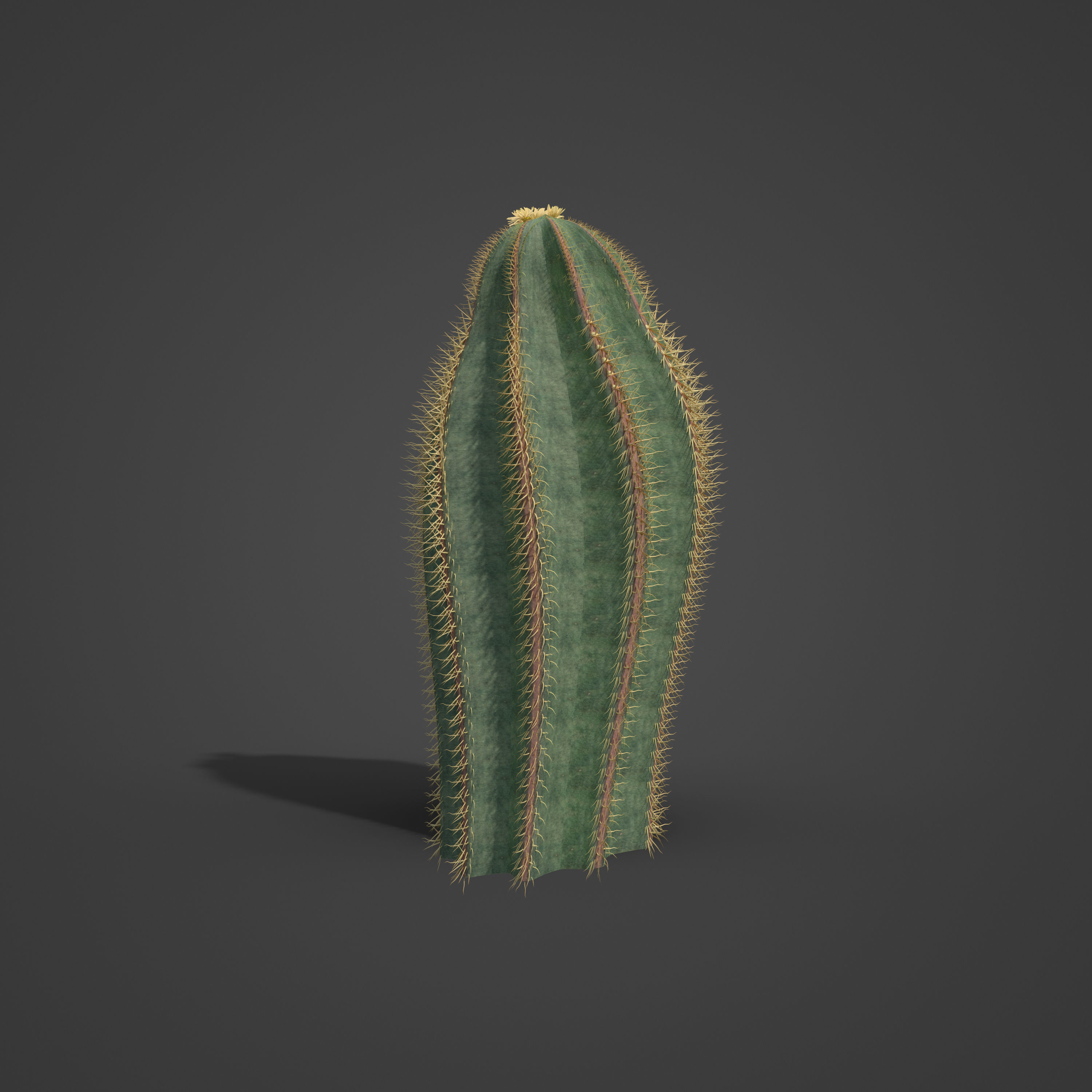 2021 PBR Bishops Cap Collection - Astrophytum Ornatum  3D model_5