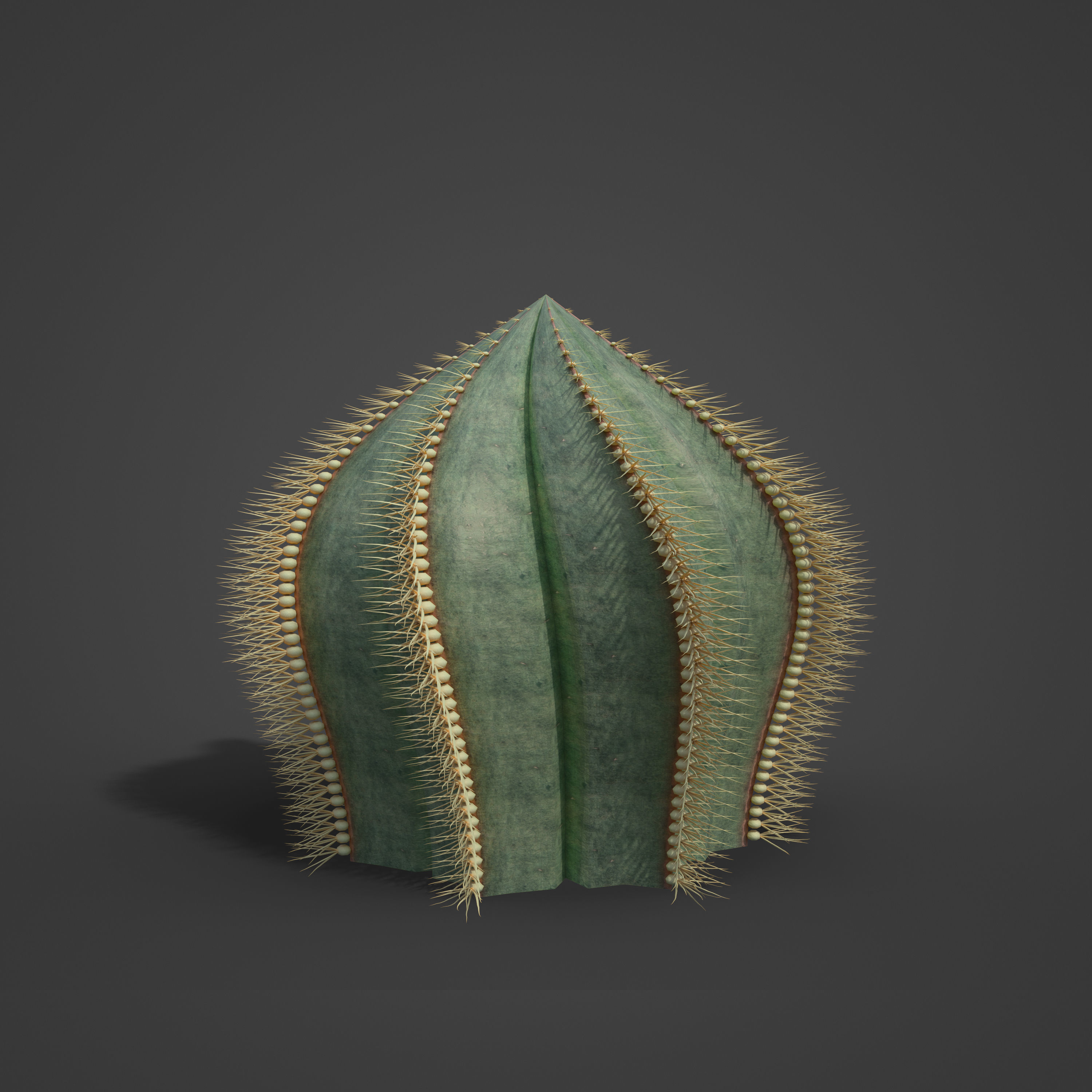2021 PBR Bishops Cap Collection - Astrophytum Ornatum  3D model_3