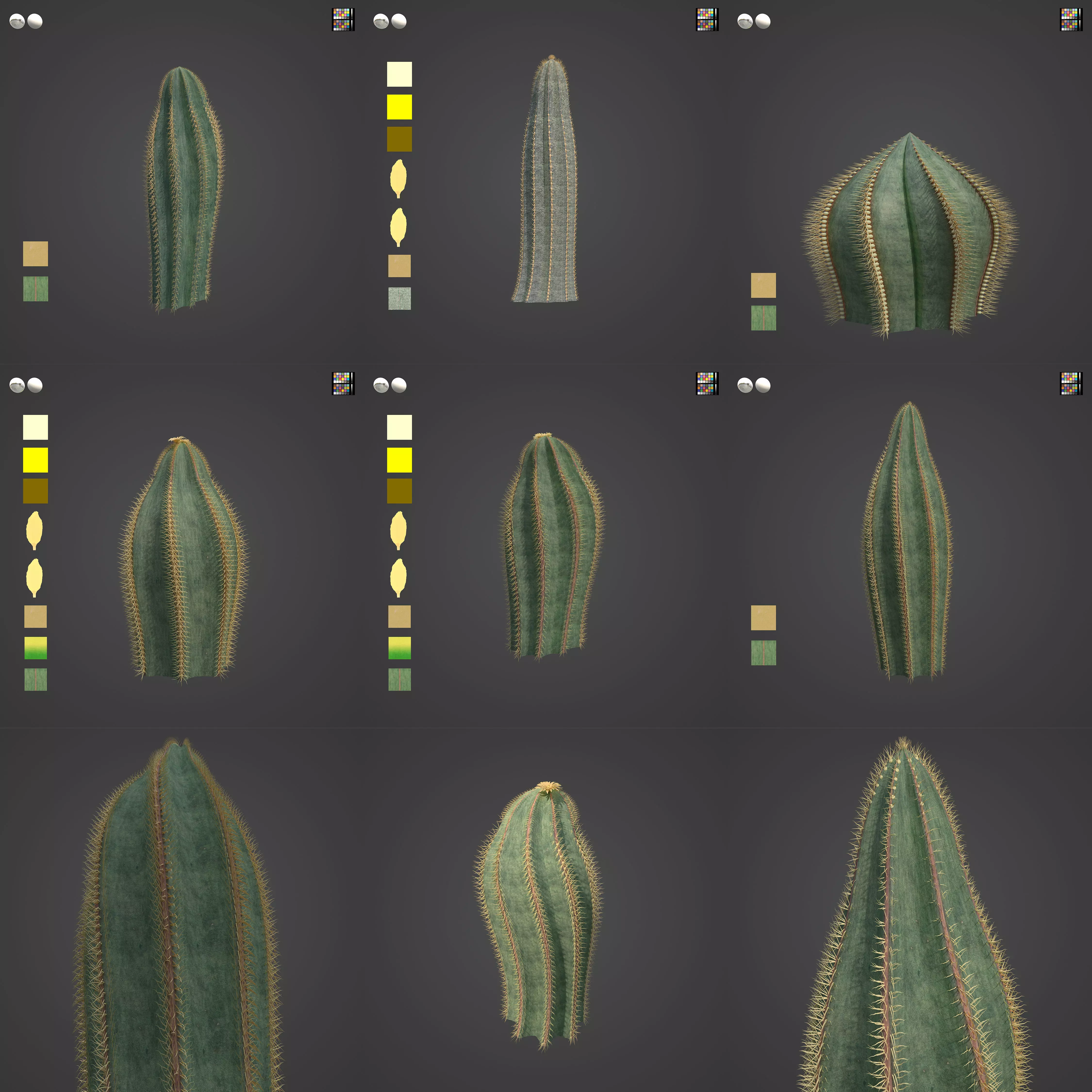 2021 PBR Bishops Cap Collection - Astrophytum Ornatum  3D model_0