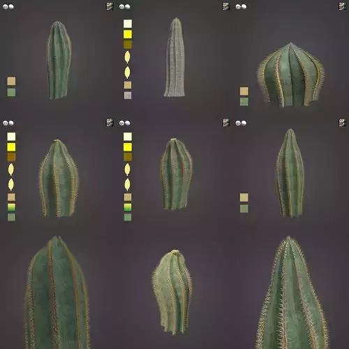 2021 PBR Bishops Cap Collection - Astrophytum Ornatum  3D model