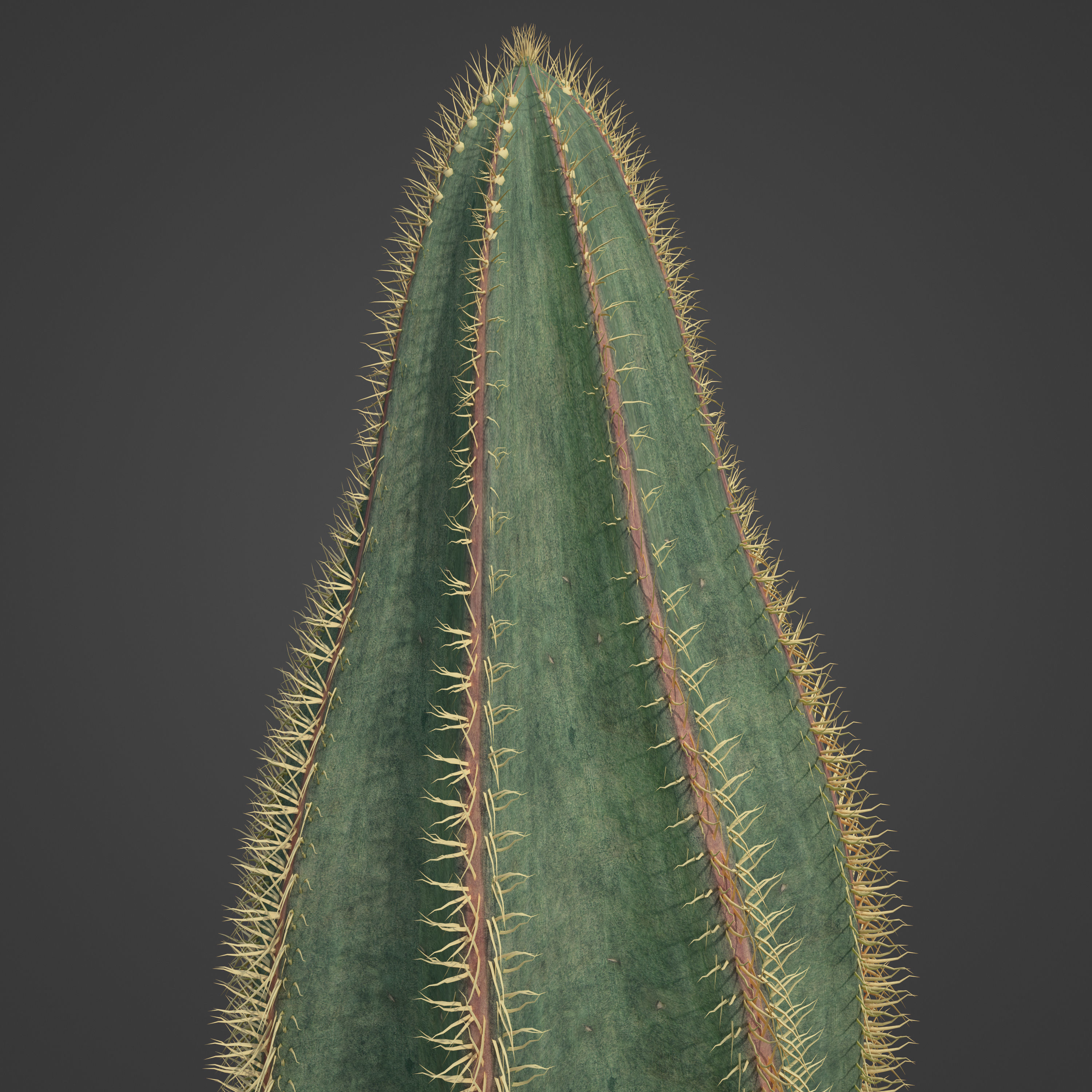 2021 PBR Bishops Cap Collection - Astrophytum Ornatum  3D model_8