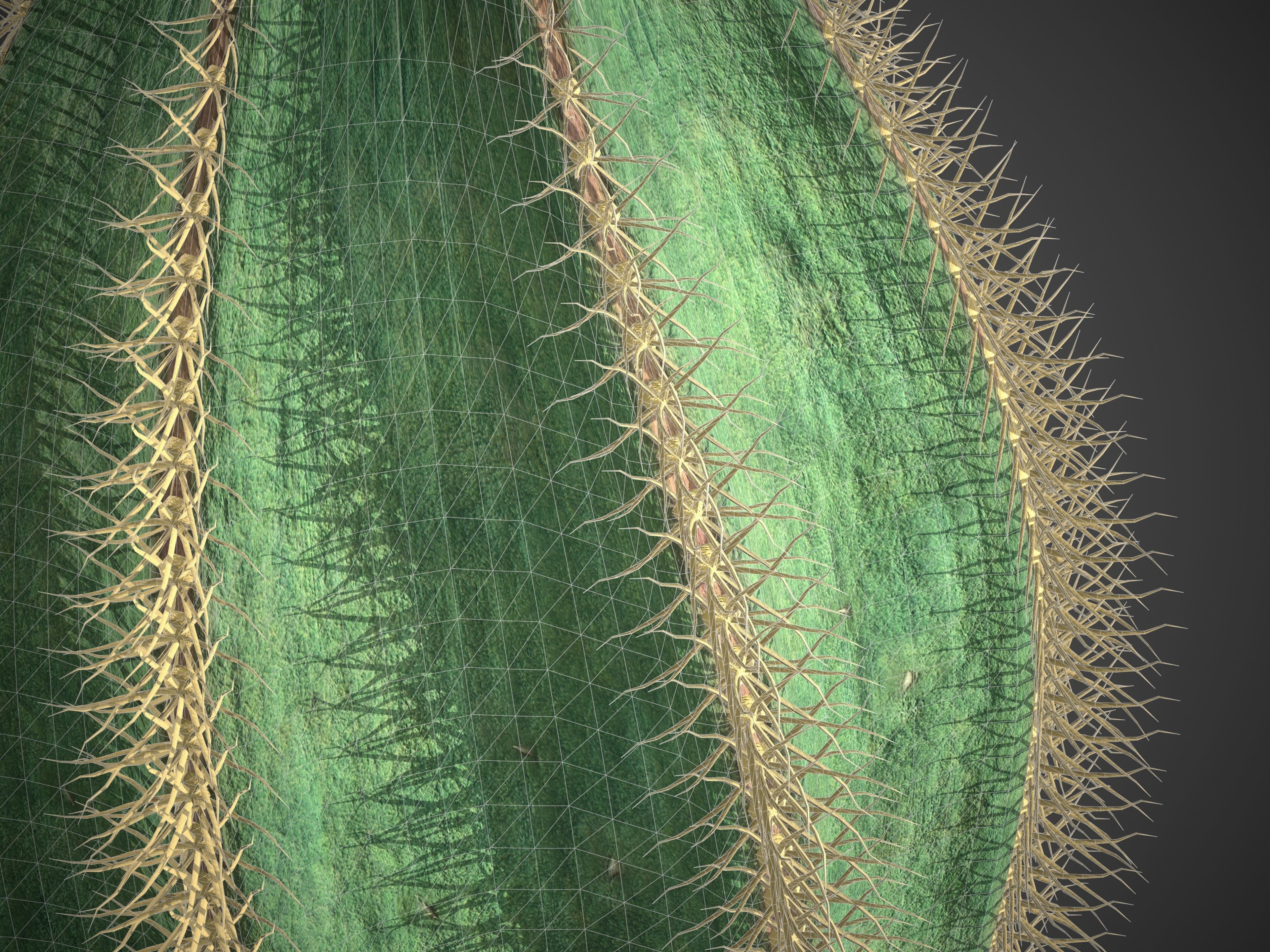2021 PBR Bishops Cap Collection - Astrophytum Ornatum  3D model_9