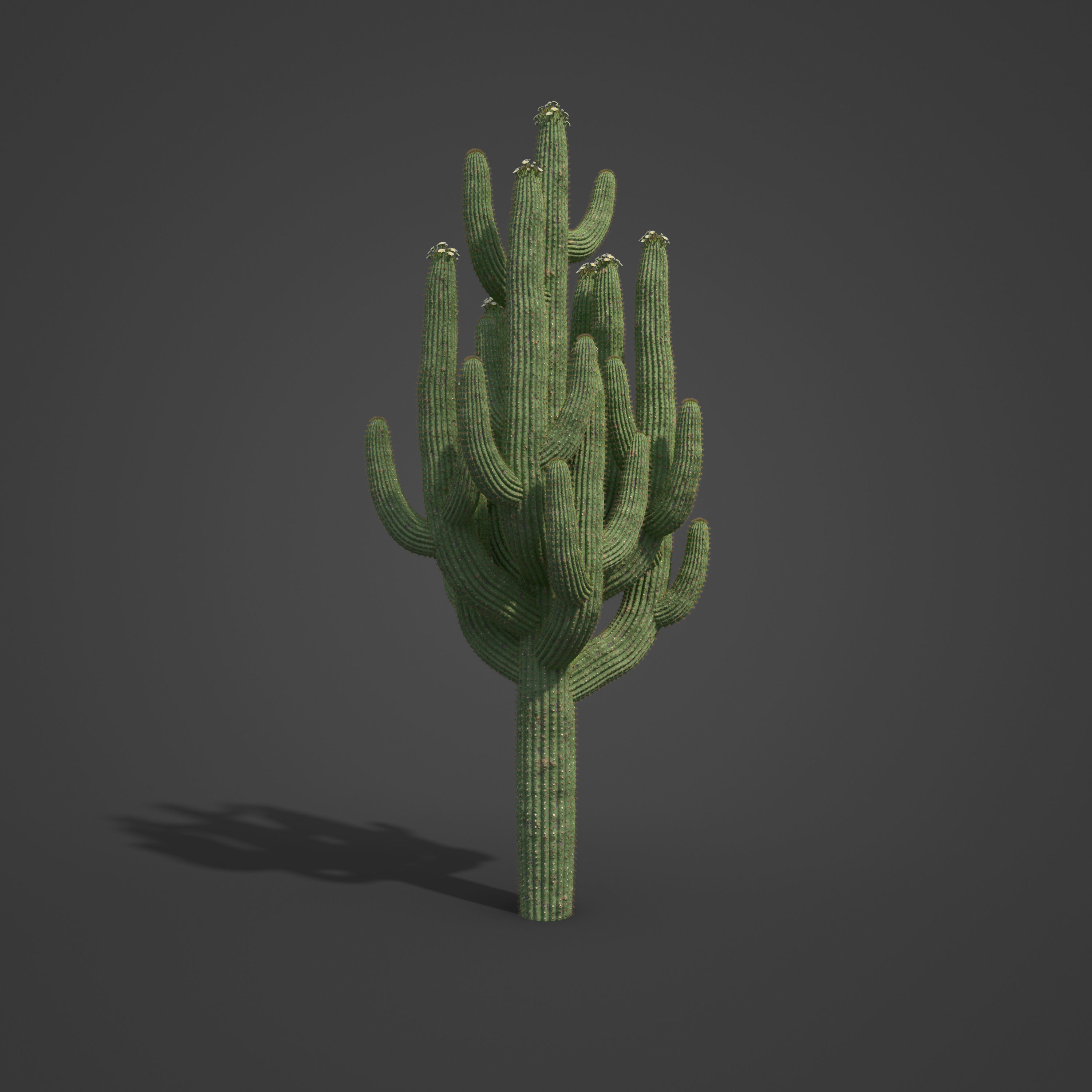 2021 PBR Giant Saguaro Collection - Carnegia Gigantea  3D model_7