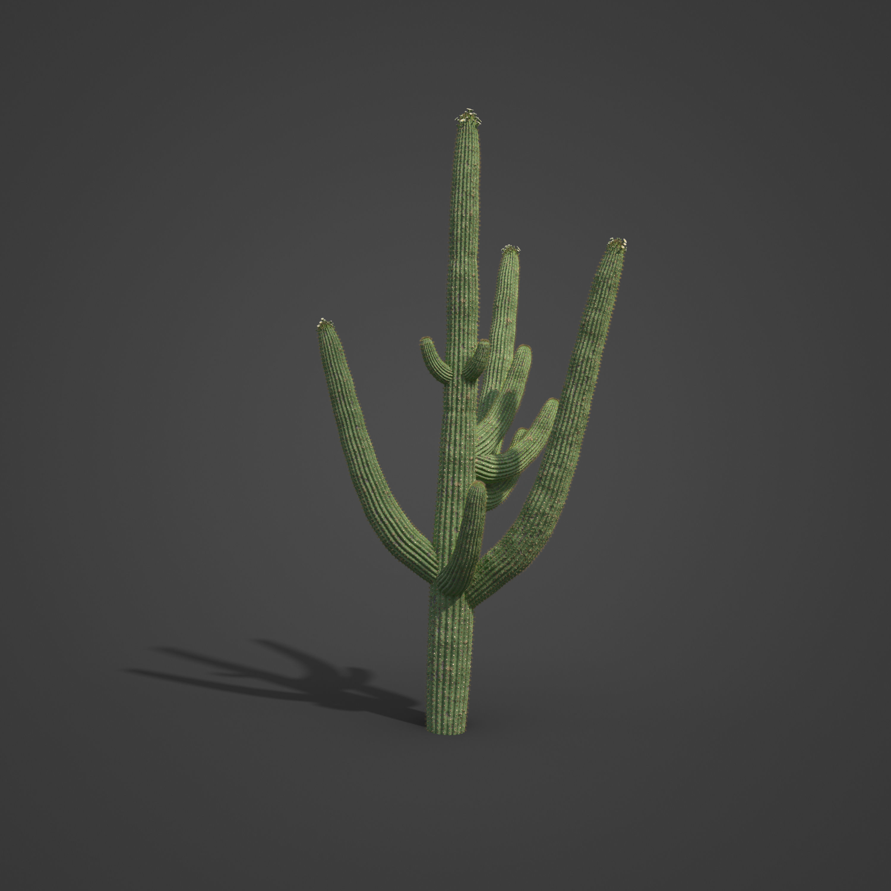 2021 PBR Giant Saguaro Collection - Carnegia Gigantea  3D model_6