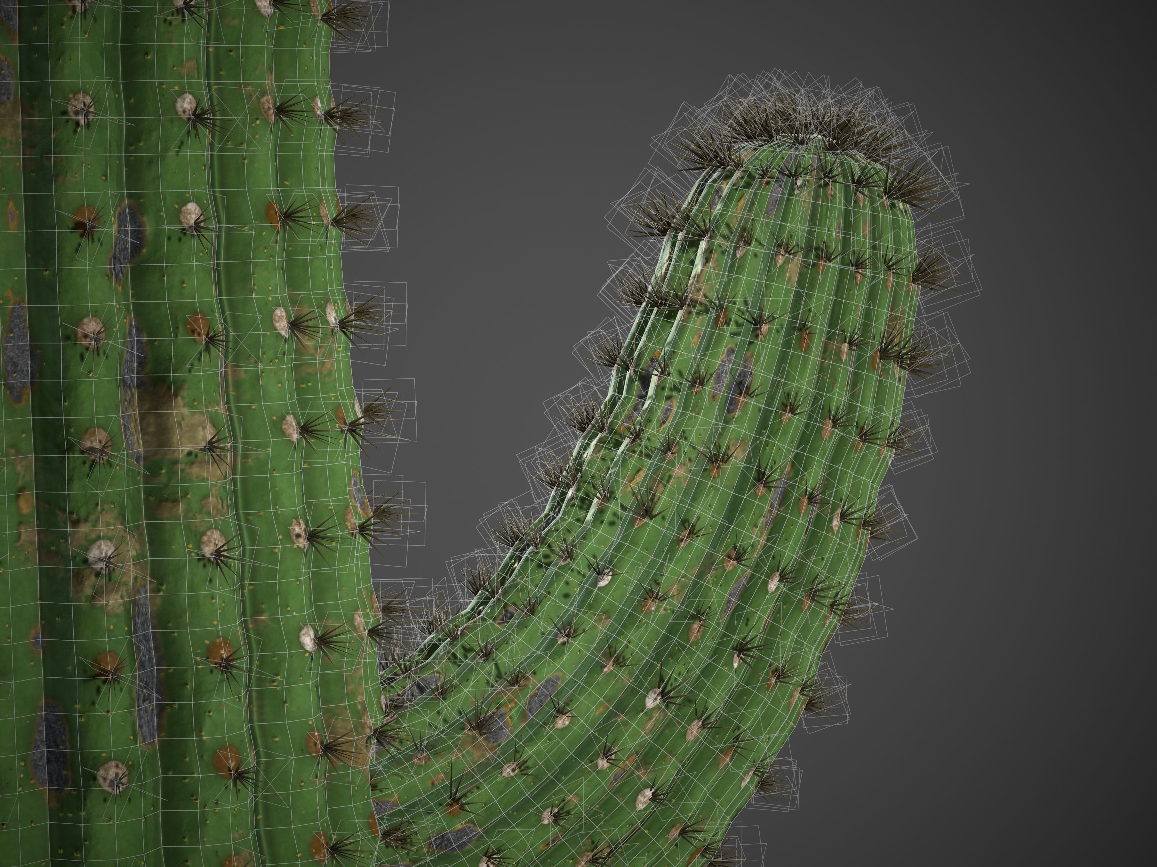 2021 PBR Giant Saguaro Collection - Carnegia Gigantea  3D model_10