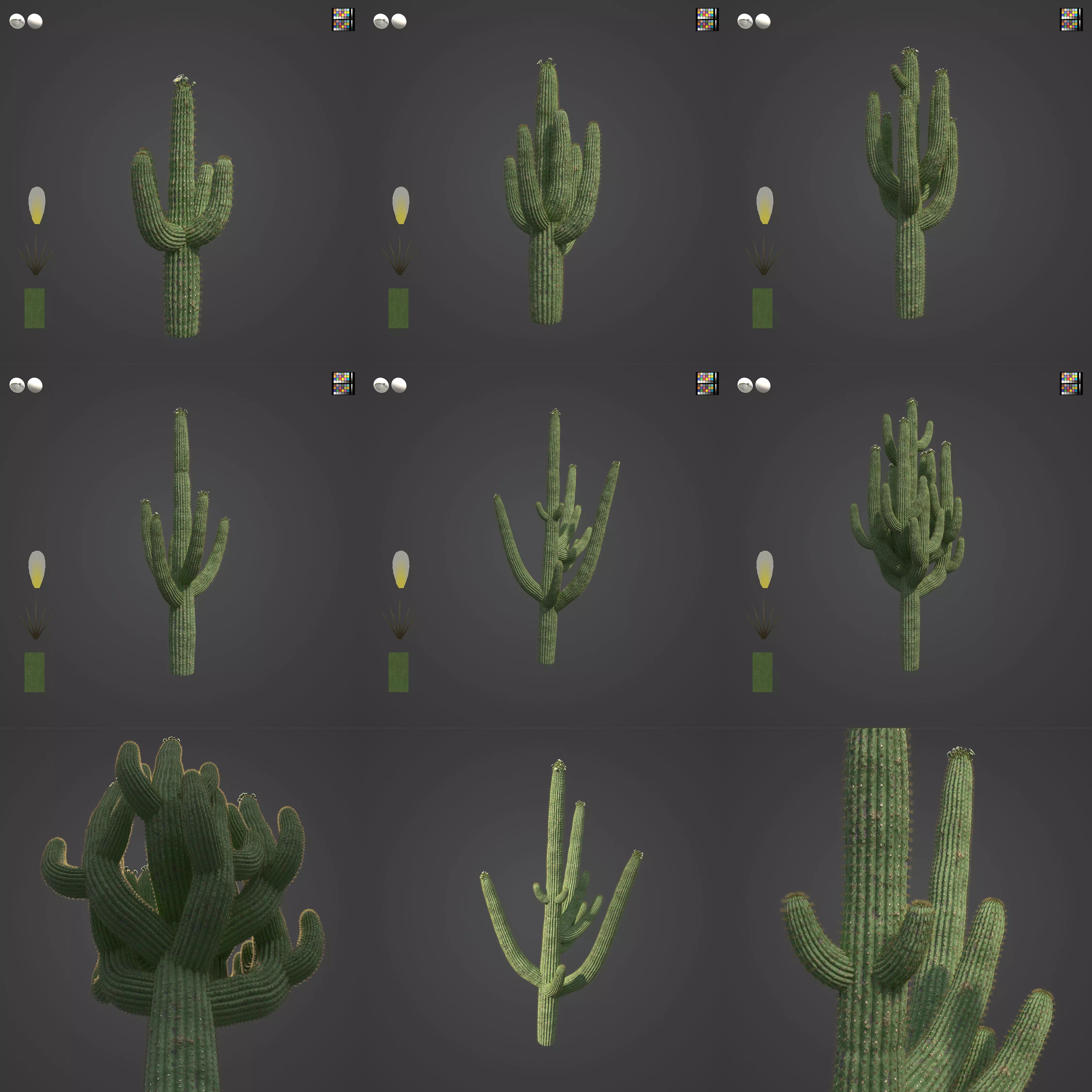 2021 PBR Giant Saguaro Collection - Carnegia Gigantea  3D model_0