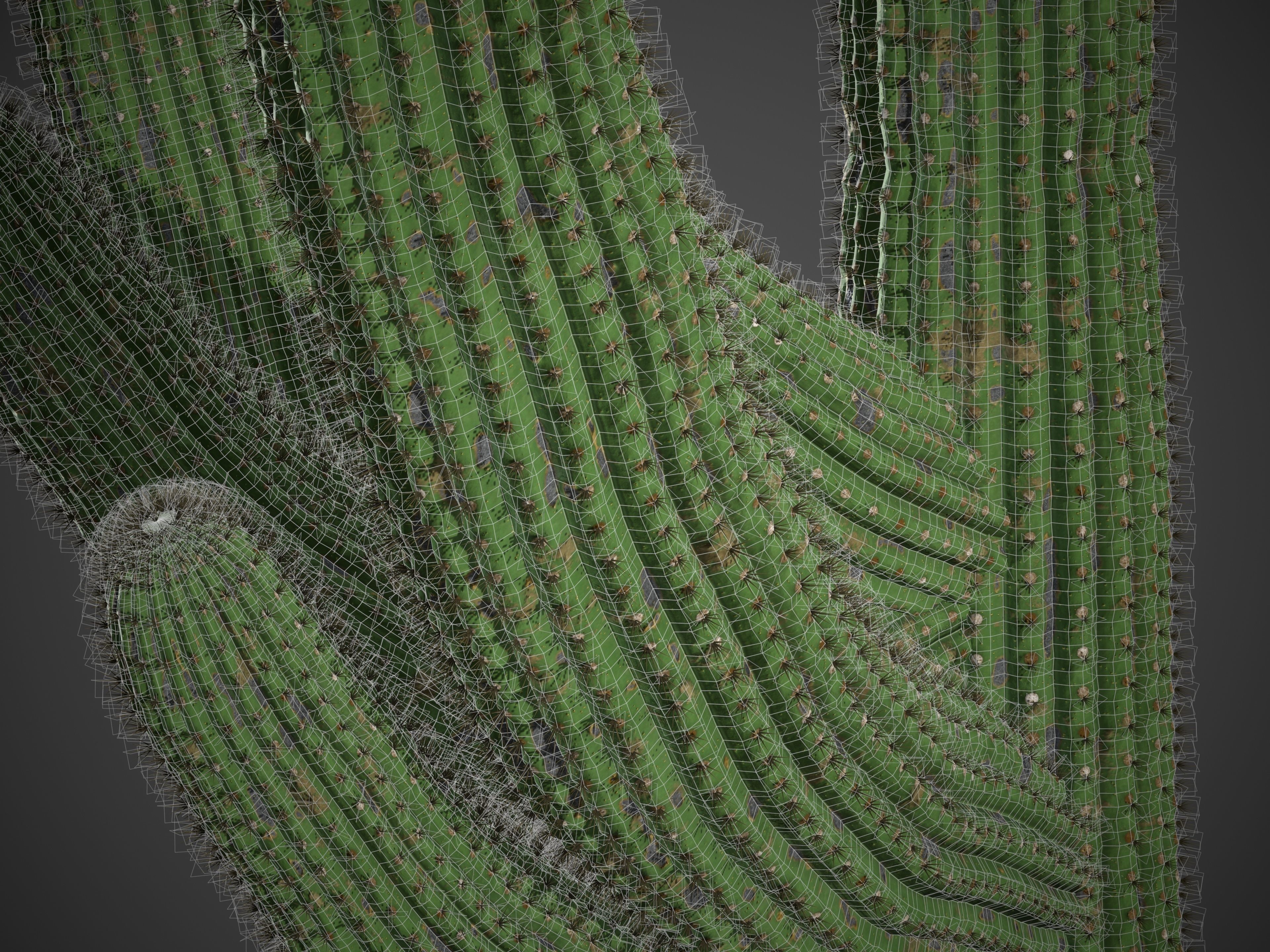 2021 PBR Giant Saguaro Collection - Carnegia Gigantea  3D model_9