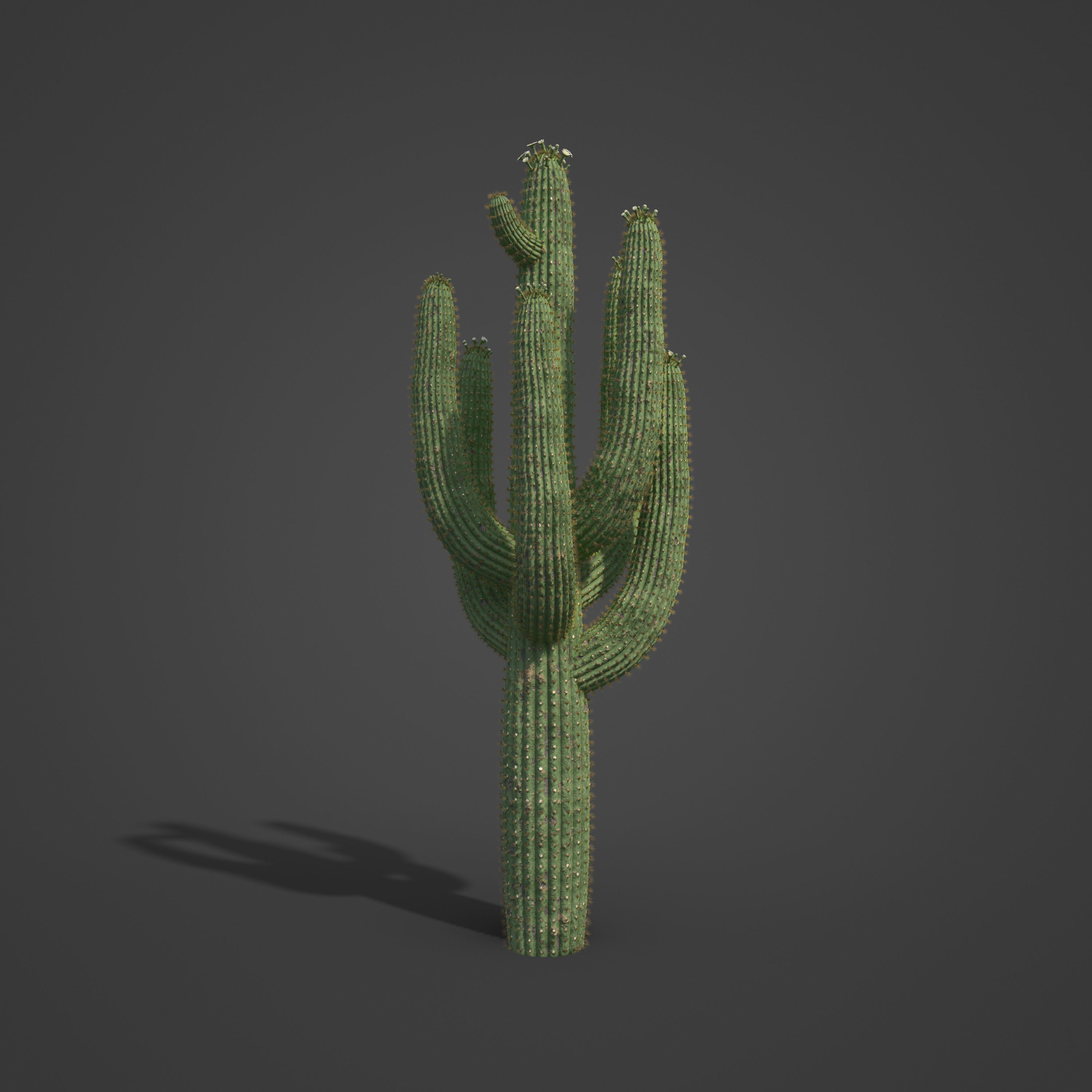 2021 PBR Giant Saguaro Collection - Carnegia Gigantea  3D model_5