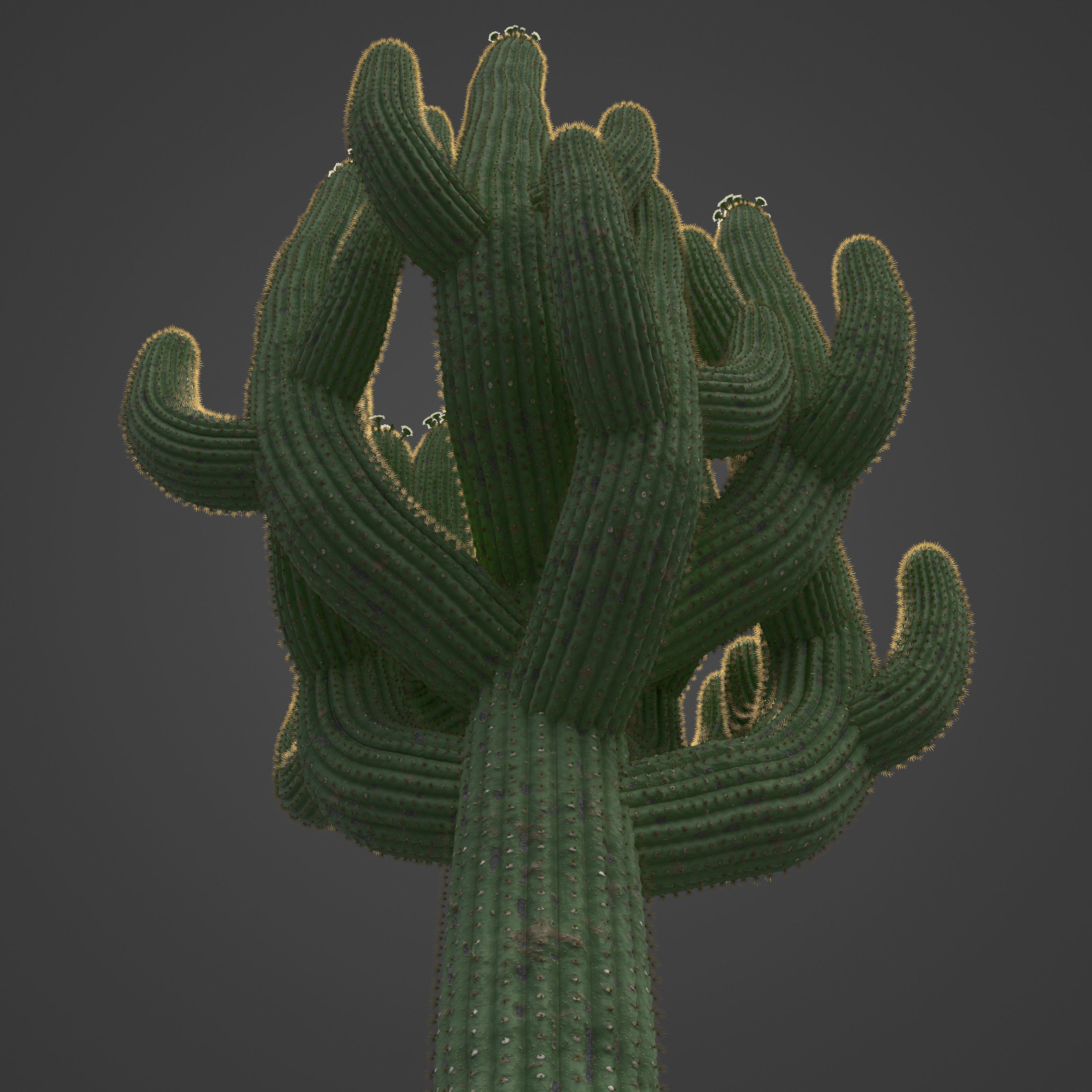 2021 PBR Giant Saguaro Collection - Carnegia Gigantea  3D model_8