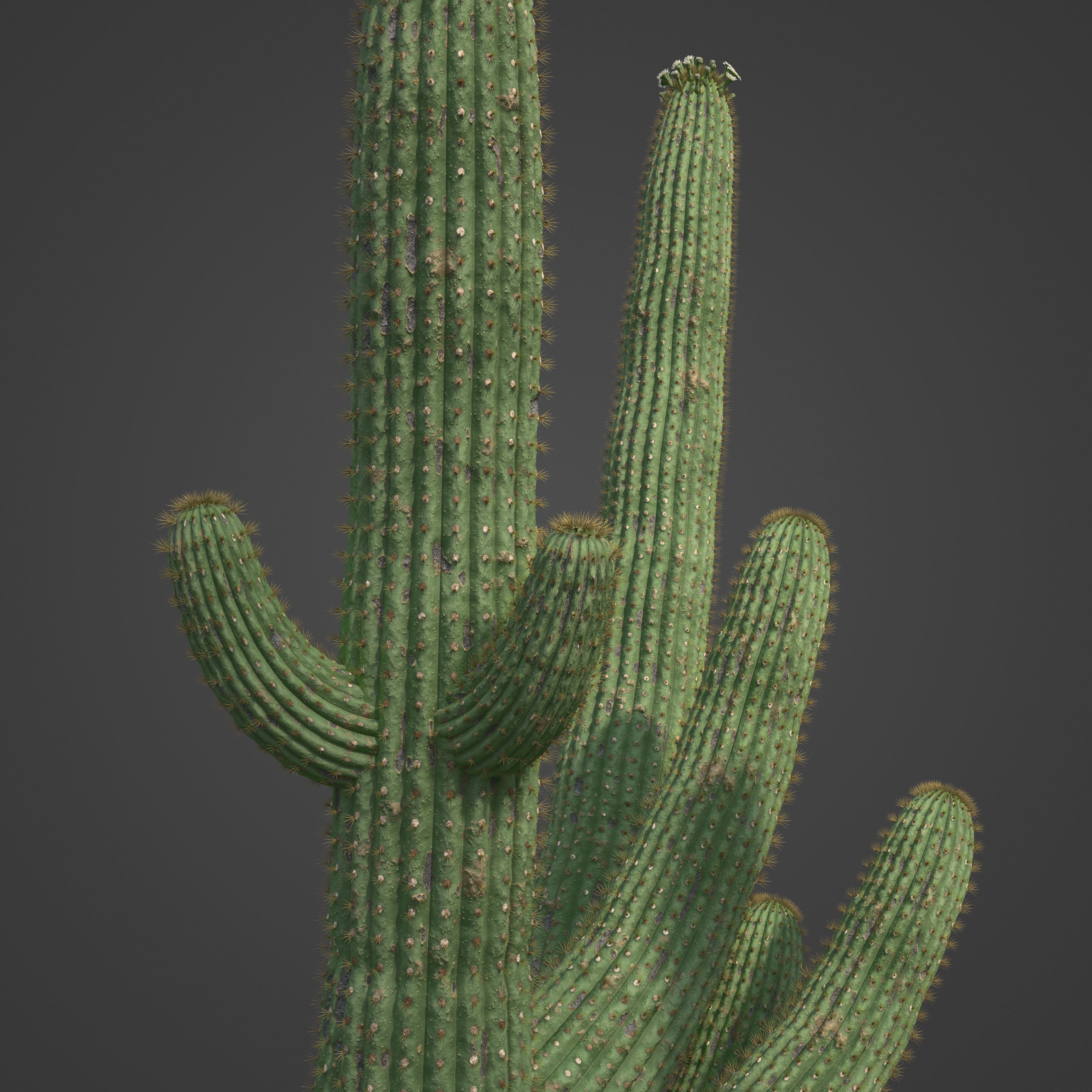 2021 PBR Giant Saguaro Collection - Carnegia Gigantea  3D model_3