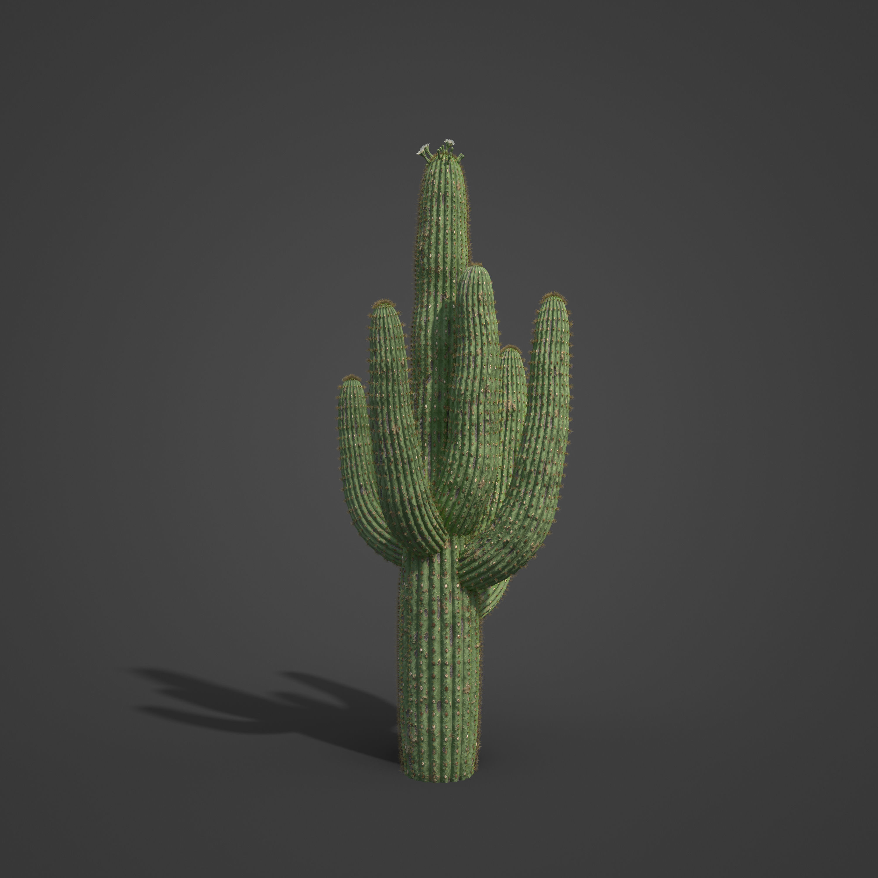 2021 PBR Giant Saguaro Collection - Carnegia Gigantea  3D model_4