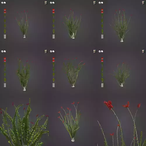 2021 PBR Ocotillo Colleciton - Fouquieria Splendens 