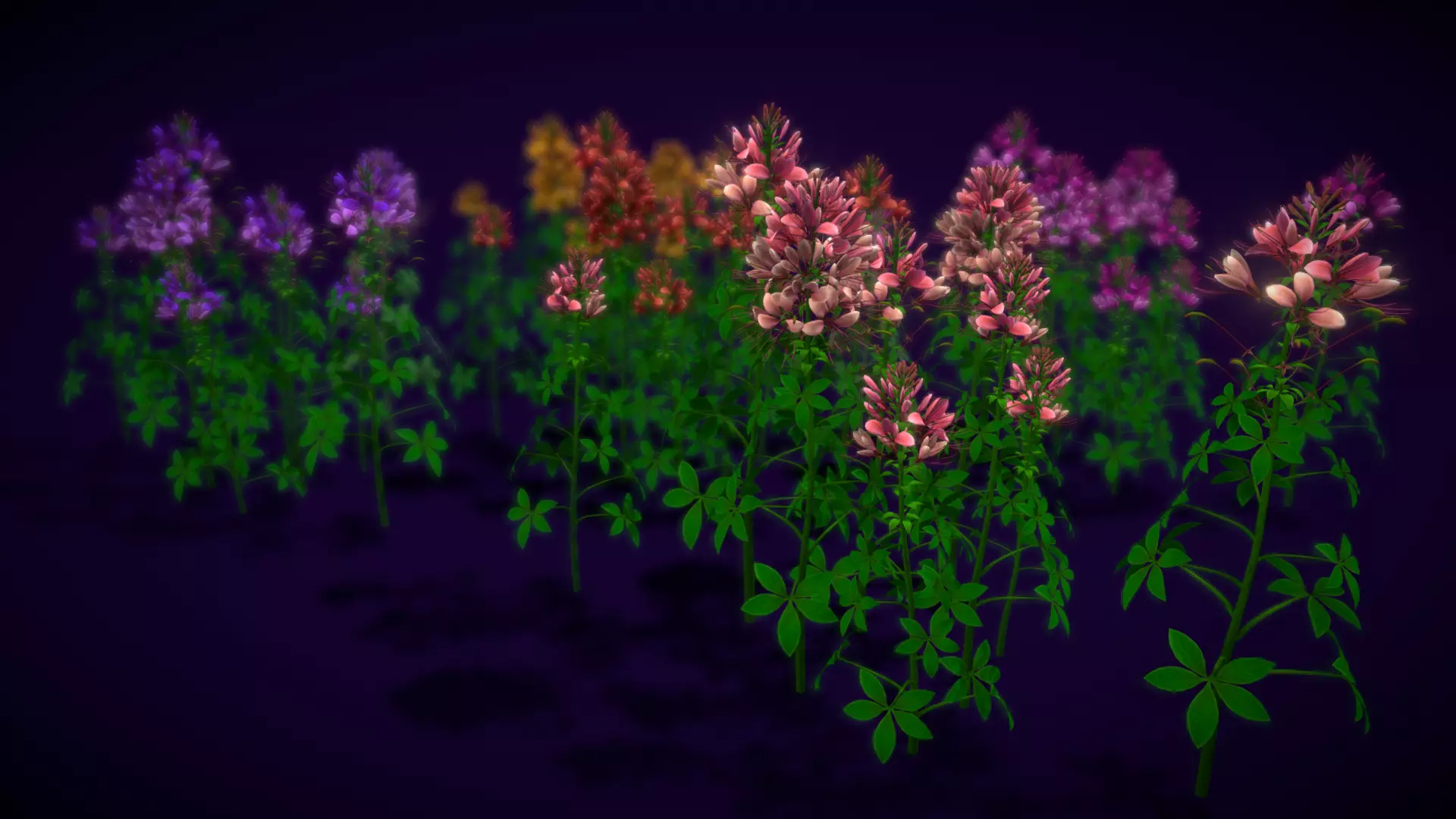 Flower Cleome Hassleriana Low-poly 3D model