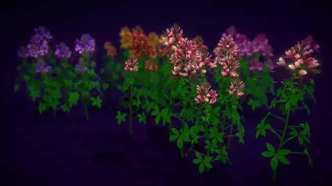 Flower Cleome Hassleriana Low-poly 3D model