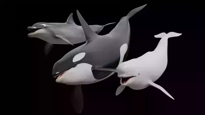 Dolphinarium dolphins 3D Model Collection