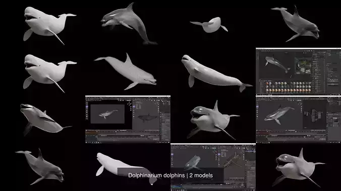 Dolphinarium dolphins