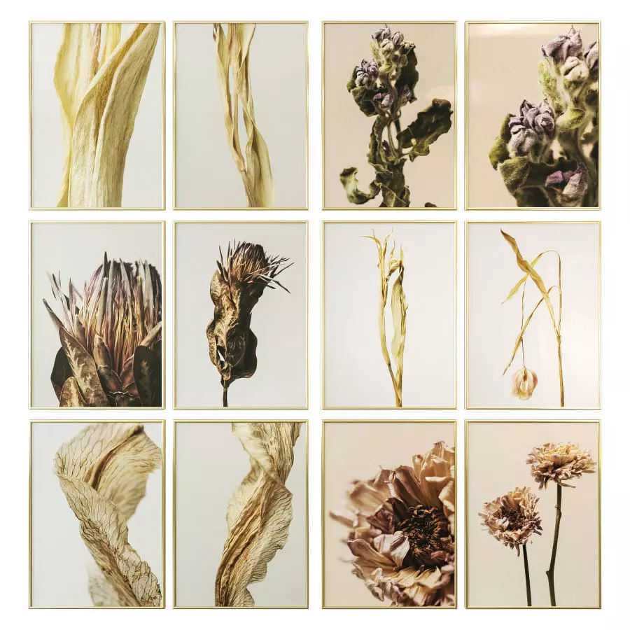 Dried flower posters 3D model