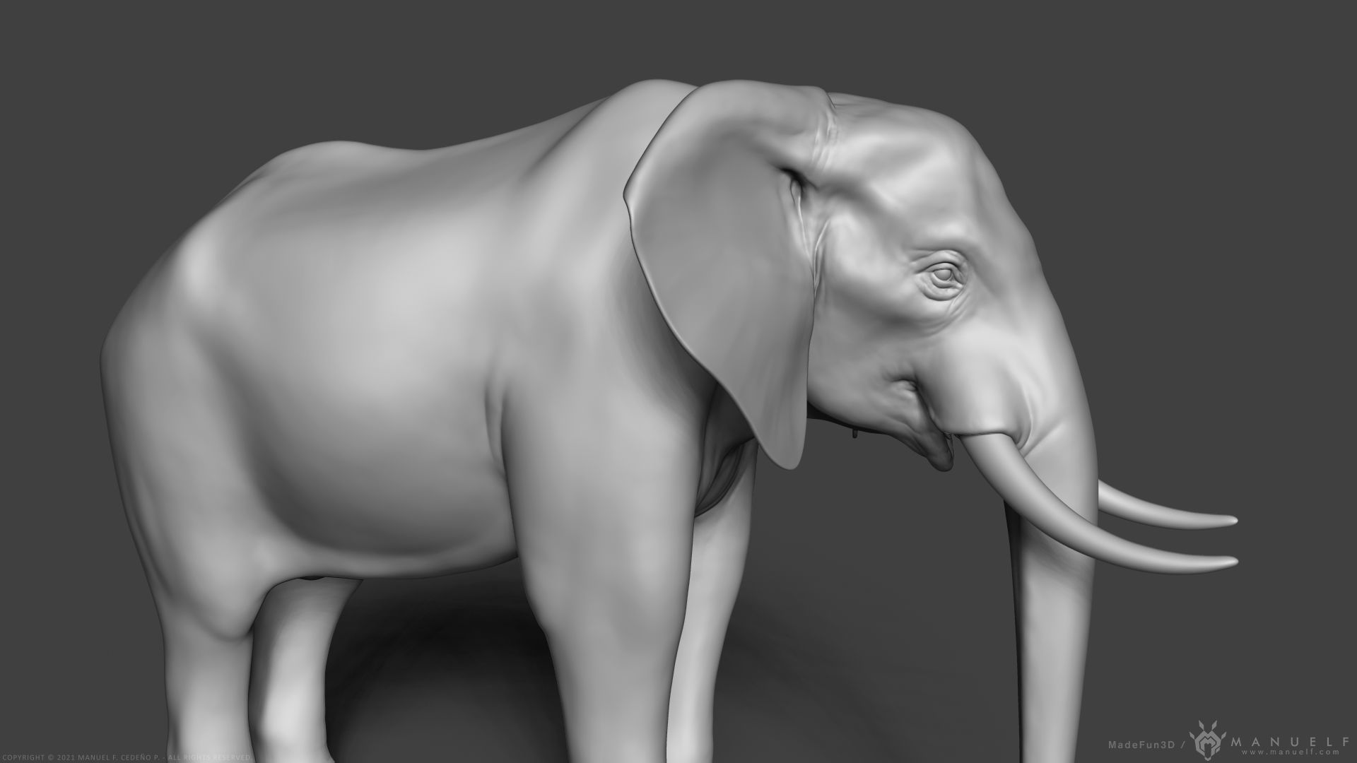 African Bush Elephant 3D model_11