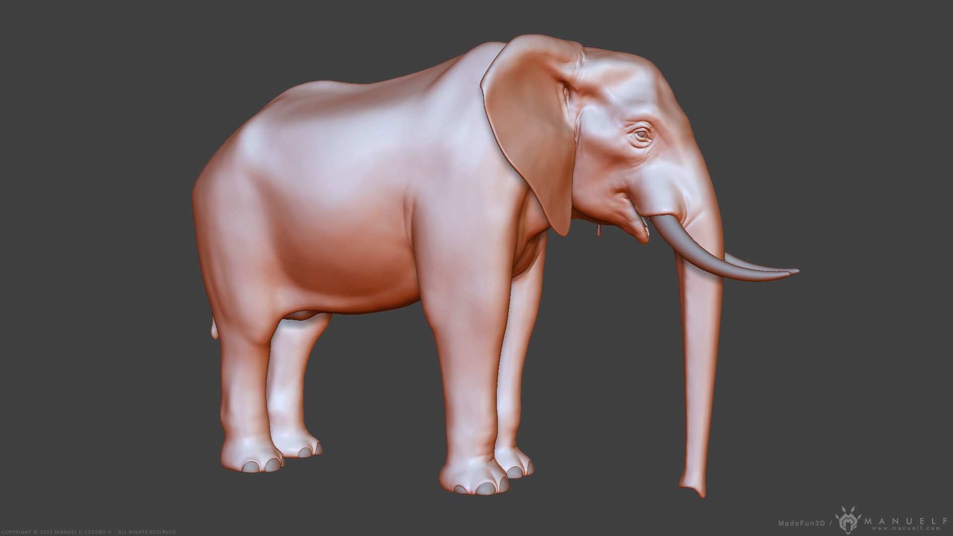 African Bush Elephant 3D model_16
