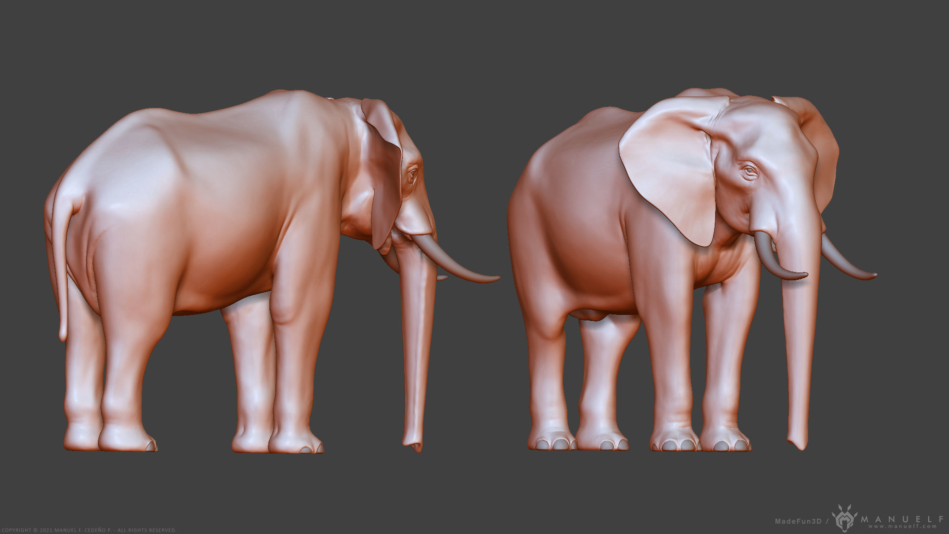 African Bush Elephant 3D model_18