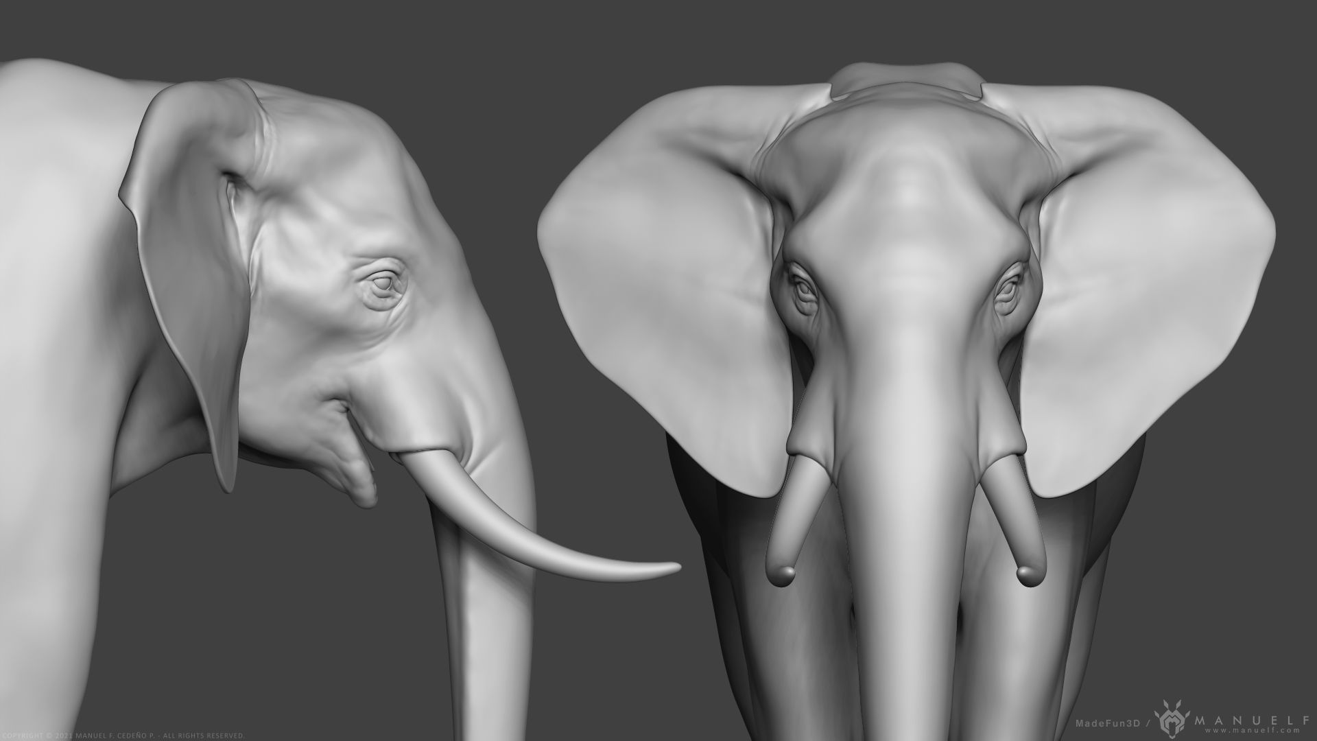 African Bush Elephant 3D model_13